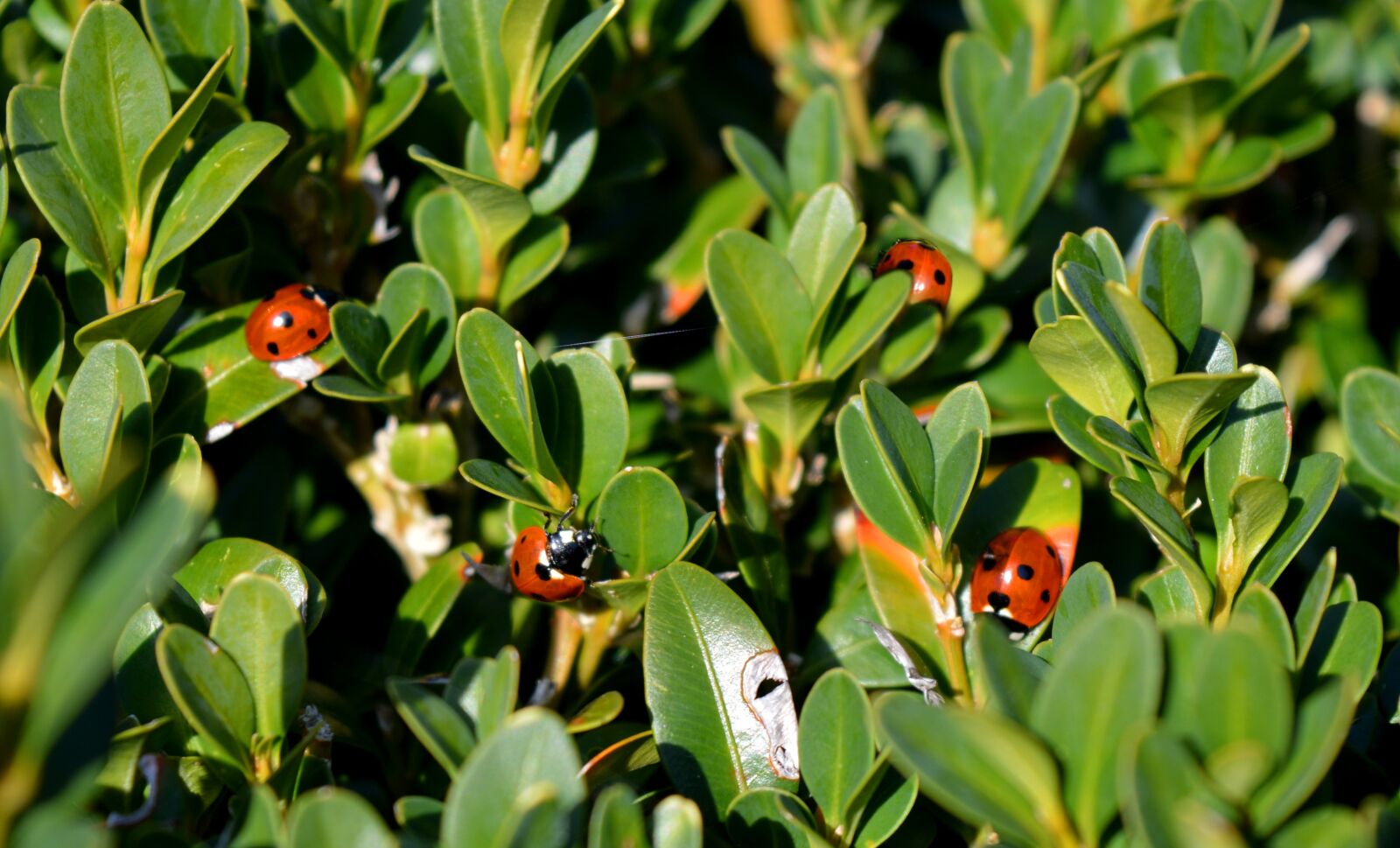 Nikon D3200 sample photo. Ladybug, buxbaum, nature photography