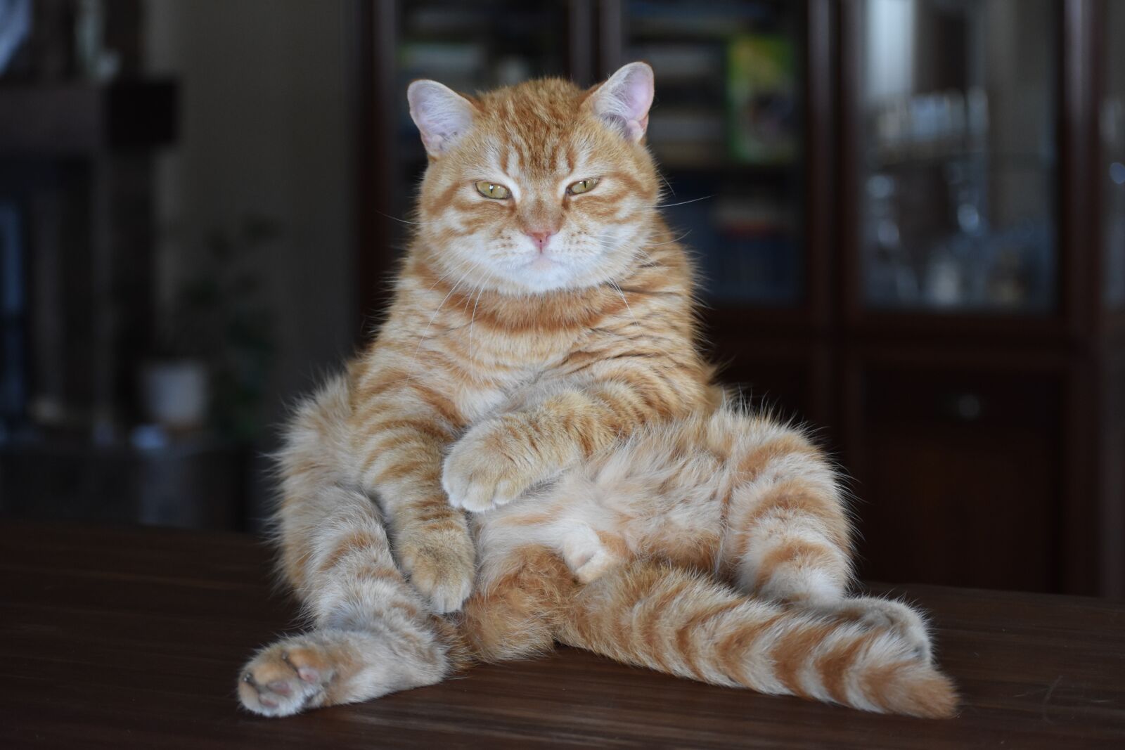 Nikon D3400 sample photo. Cat, redhead, striped photography