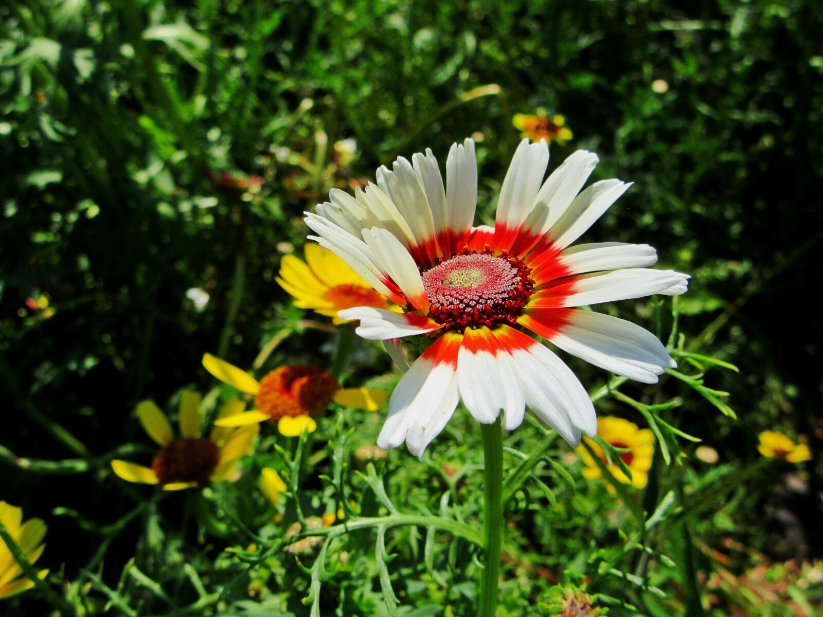 Canon PowerShot SX610 HS sample photo. Gerbera, flower, white photography