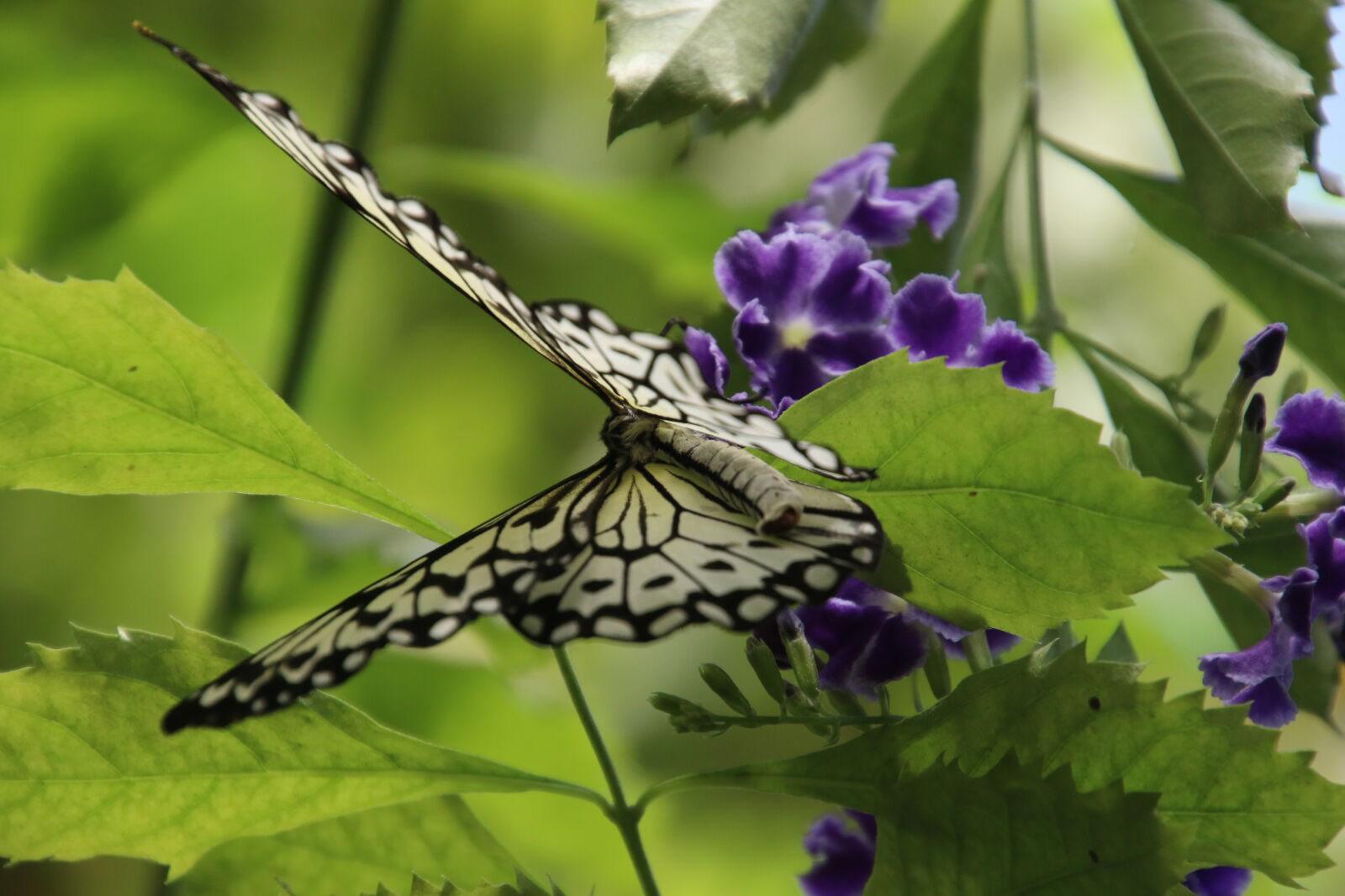 Canon EOS 7D Mark II sample photo. Animal, beautiful, biology, bright photography