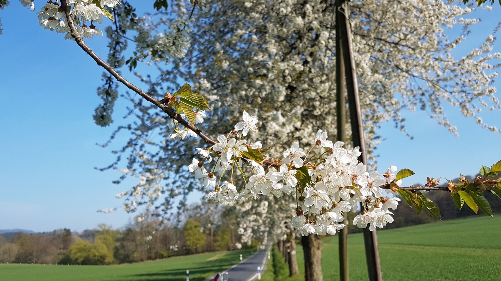Samsung Galaxy S7 sample photo. Spring, cherry, cherry blossom photography