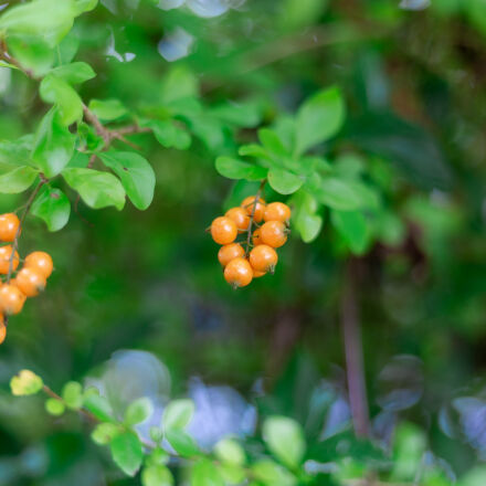 EOS6D 美品　50mm1.8付 Salut! Saliut! +PLUS: 【キヤノンEFレンズのお話】キヤノンEF50mm F1