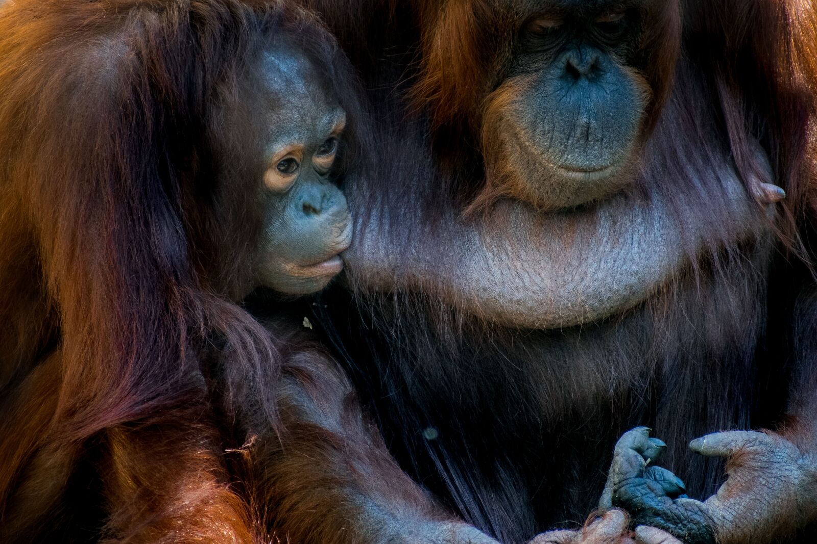 Nikon D3300 sample photo. Bornean, orangutan, monkey photography