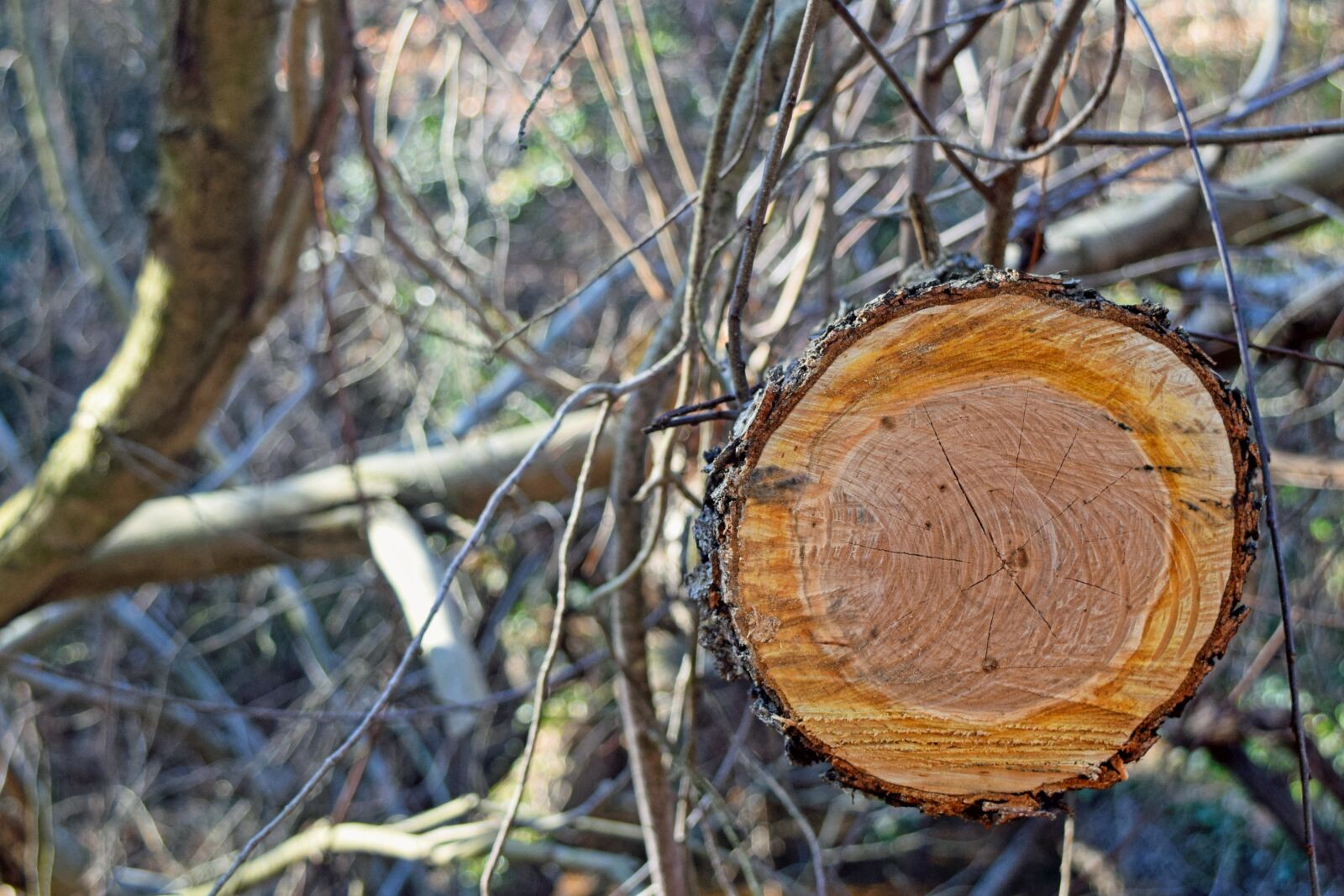 Nikon D3300 sample photo. Timber, cut, rings photography
