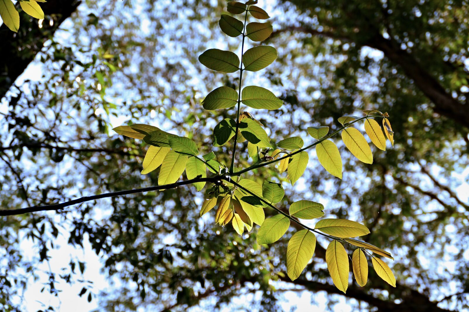 Panasonic Lumix DMC-FZ1000 sample photo. Forest, a branch, foliage photography