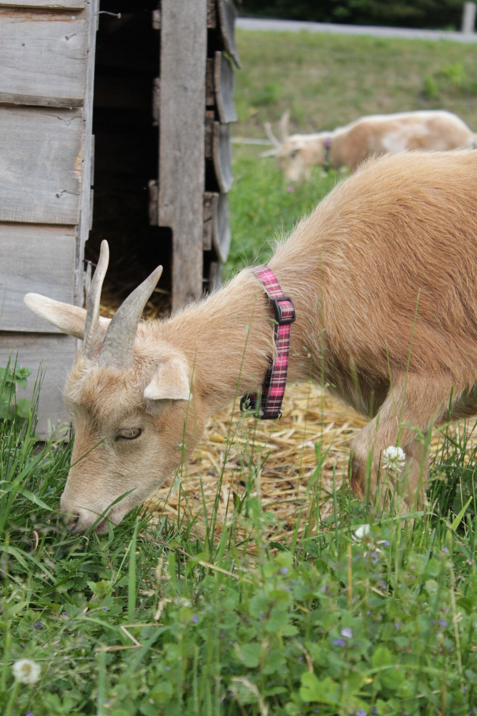 Canon EOS 550D (EOS Rebel T2i / EOS Kiss X4) sample photo. Goat, farm, nature photography