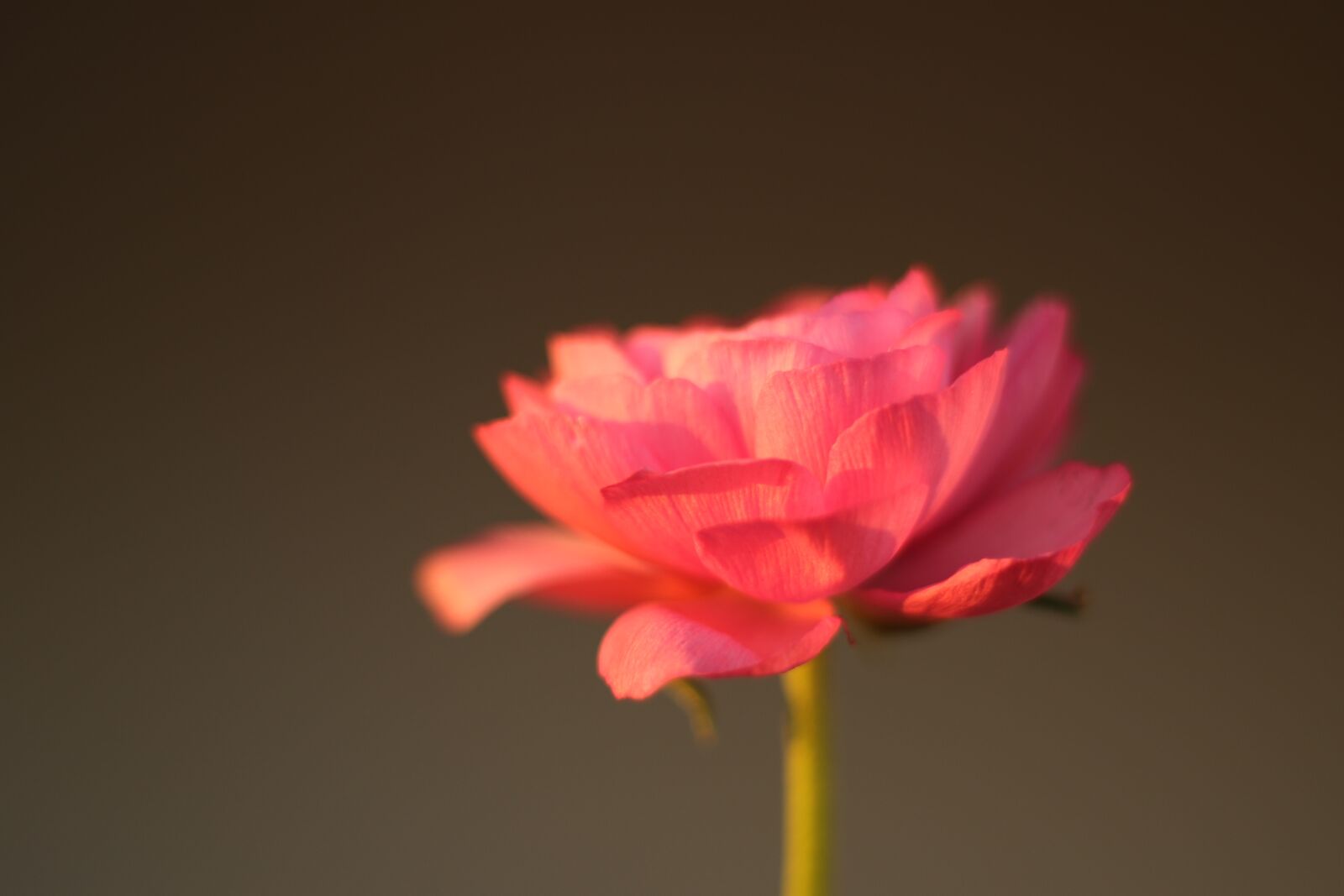 Canon EOS 7D Mark II sample photo. Buttercup, flower, pink photography