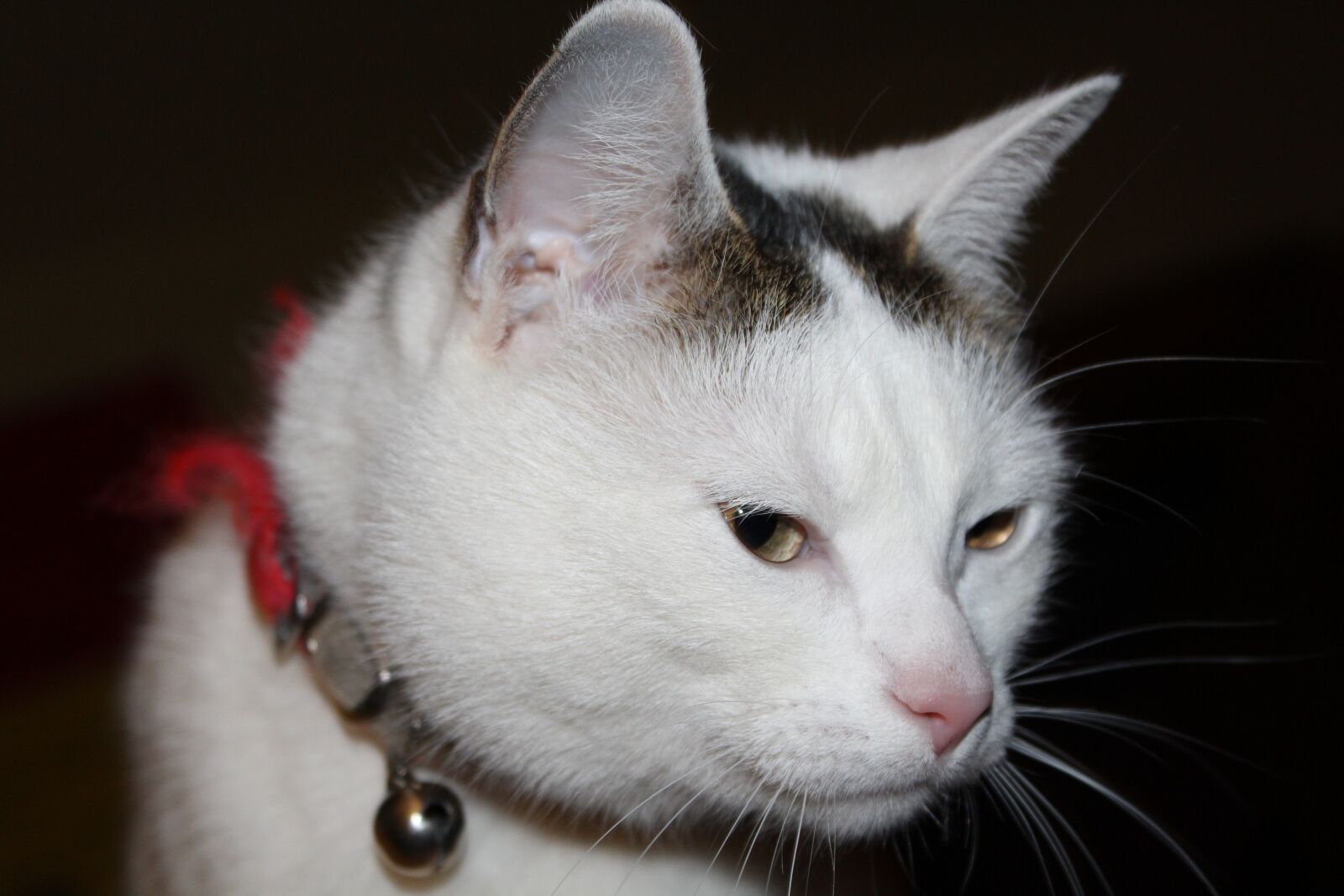 Canon EOS 1200D (EOS Rebel T5 / EOS Kiss X70 / EOS Hi) sample photo. Kitten, pet, a young photography