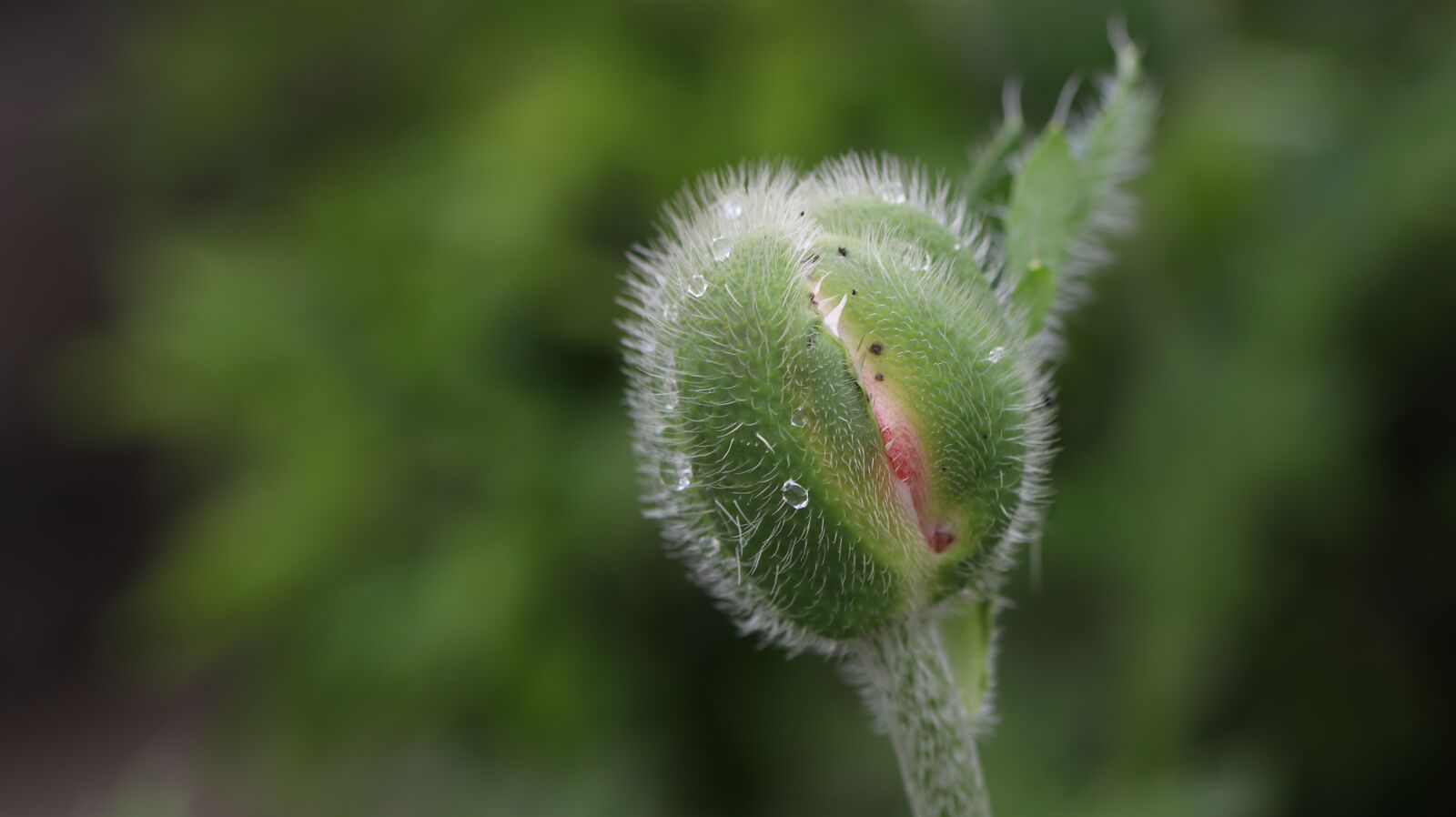Canon EOS 80D + Canon TAMRON SP 90mm F/2.8 Di VC USD MACRO1:1 F004 sample photo. Flower bud, poppy, green photography