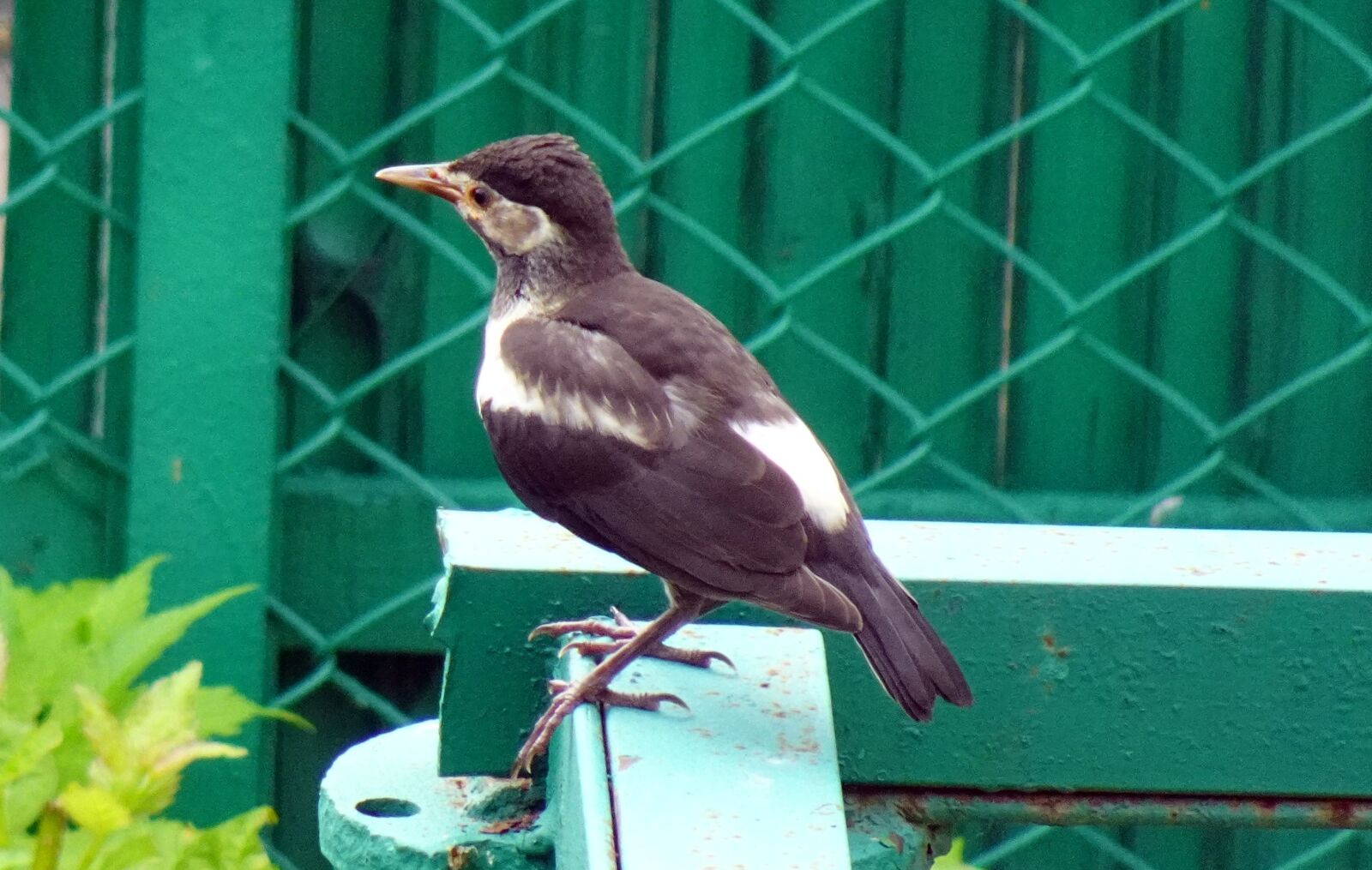 Sony DSC-WX800 sample photo. Bird, pied myna, juvenile photography