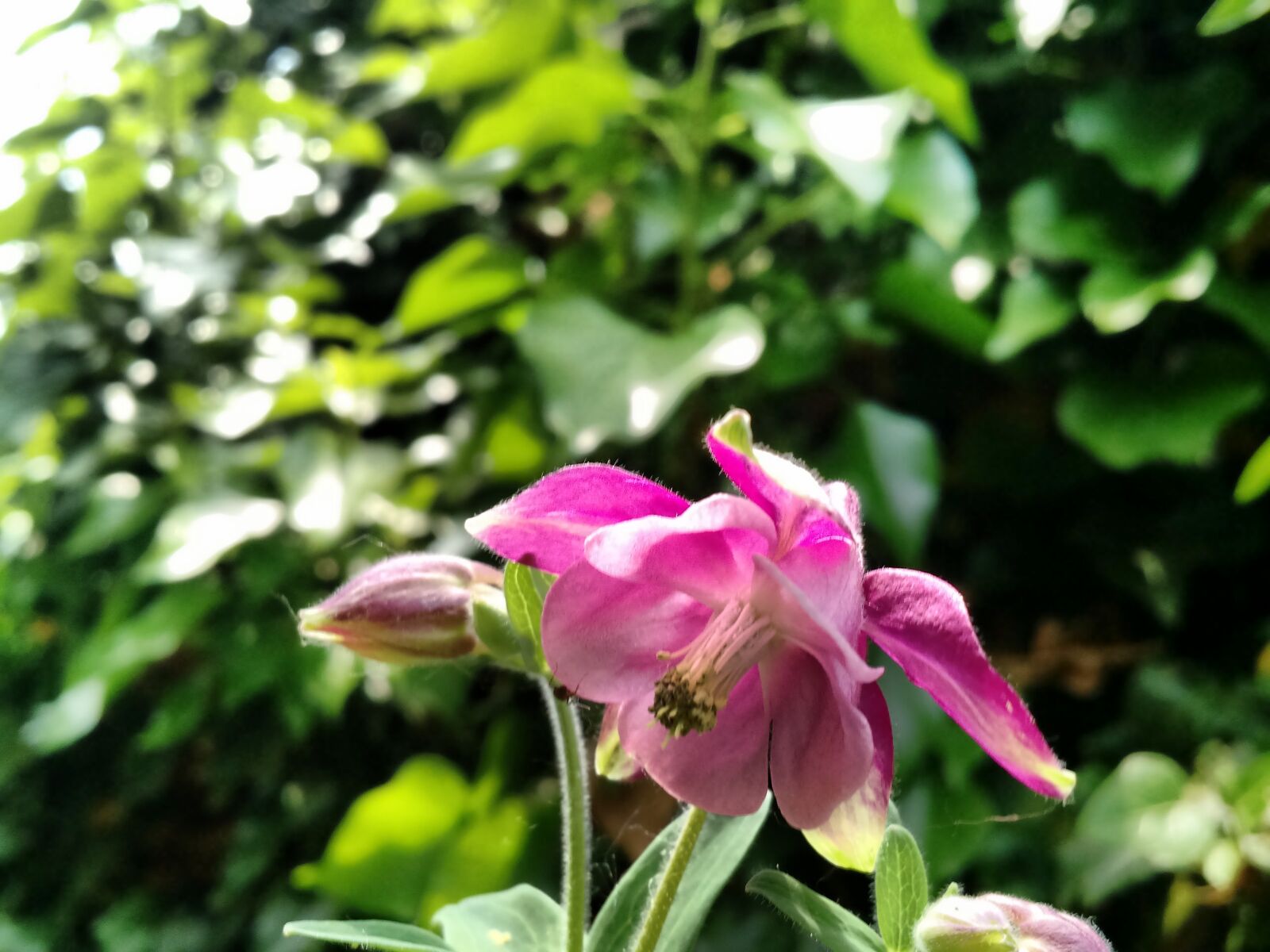 Motorola Moto X (2nd Gen) sample photo. Flower, garden, spring photography