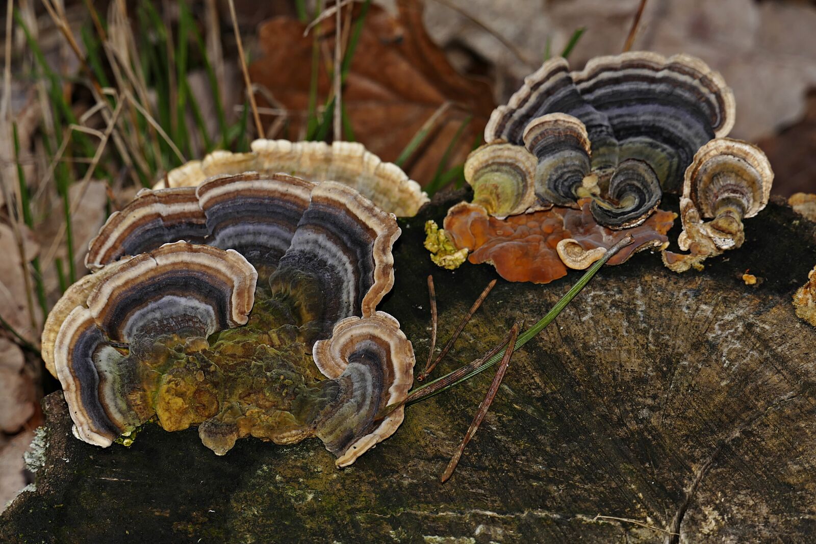 Panasonic Lumix DMC-FZ1000 sample photo. Tree stump, tree fungus photography