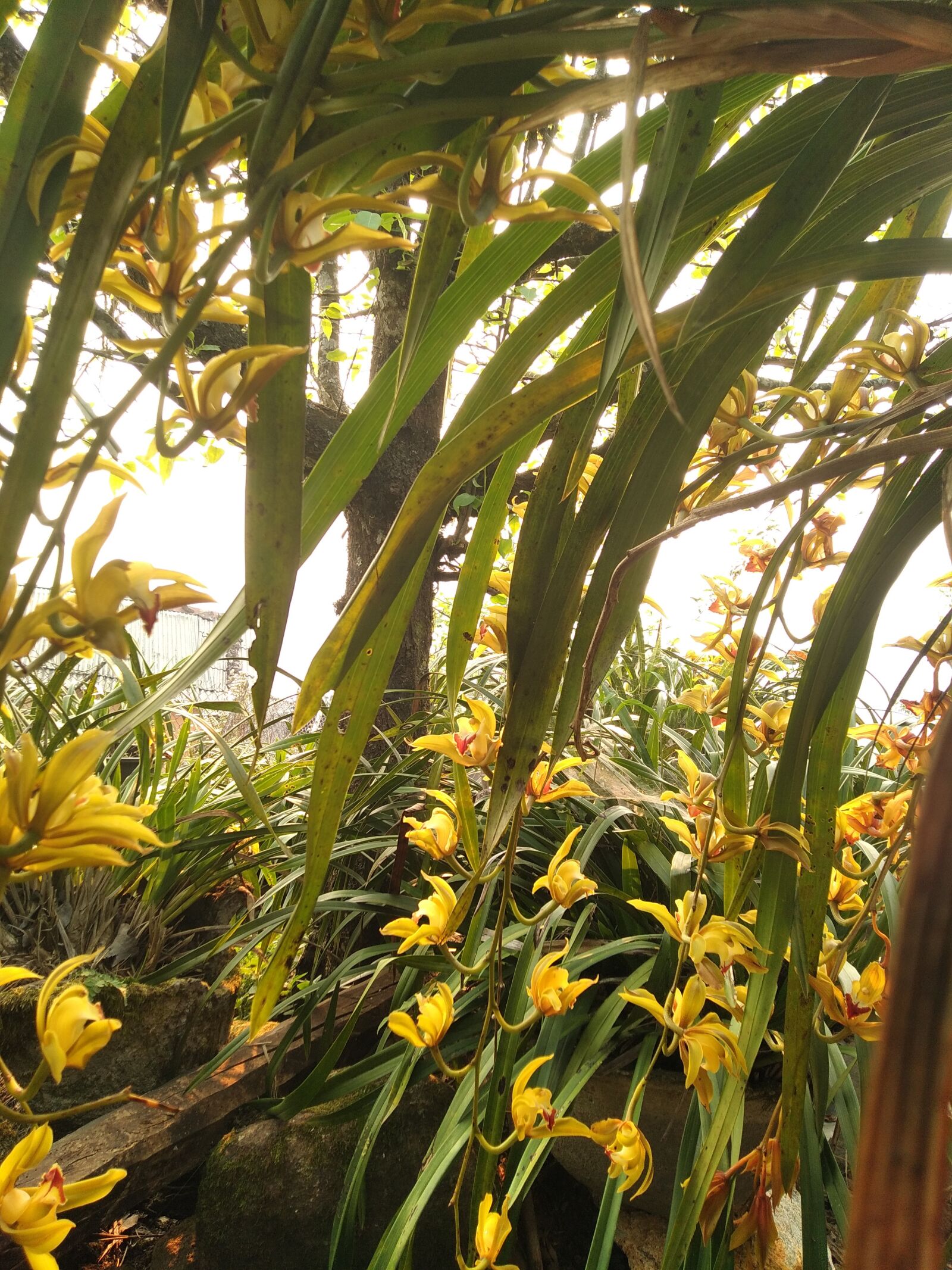 OPPO Realme C1 sample photo. Flower, sunny, pm photography