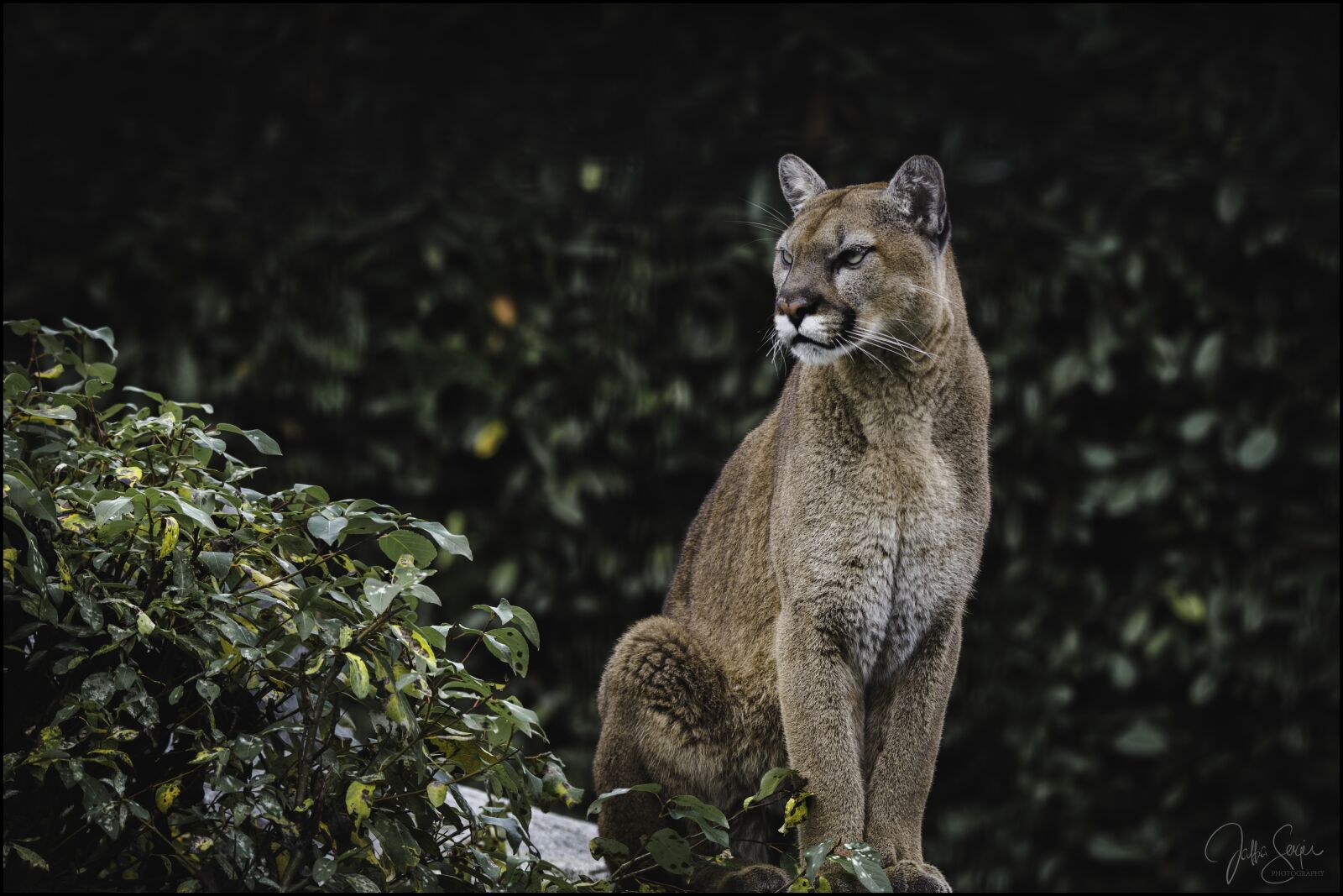 Canon EOS 6D sample photo. Big cat, animal, predator photography