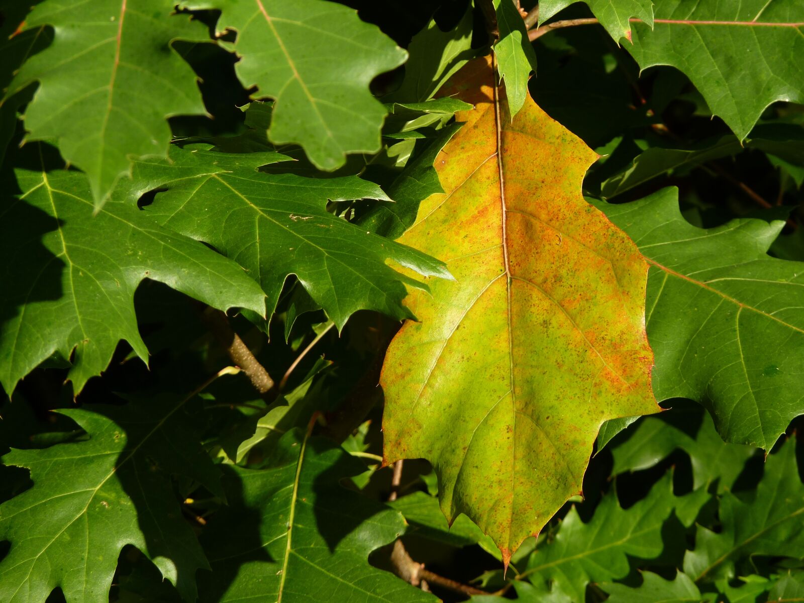 Panasonic Lumix DMC-FZ35 (Lumix DMC-FZ38) sample photo. Leaf, leaves, green photography