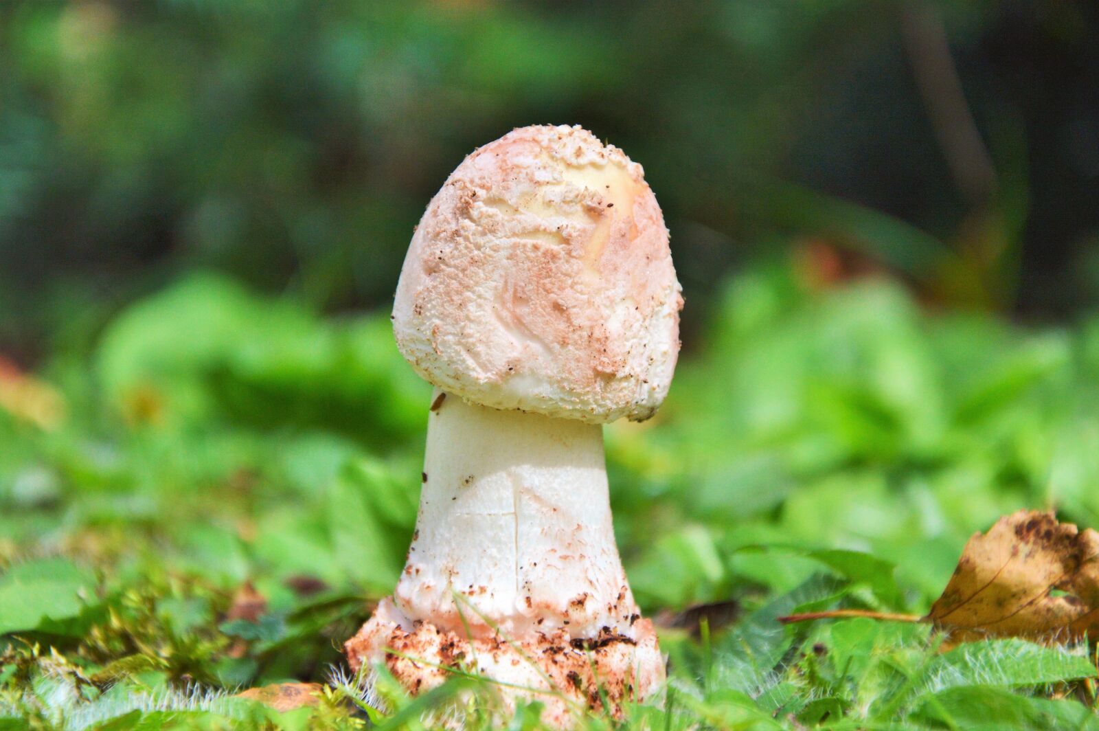 Nikon D3200 sample photo. Death head, mushroom, disc photography