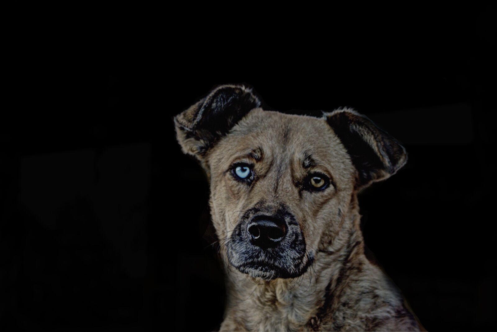 Canon EOS 700D (EOS Rebel T5i / EOS Kiss X7i) sample photo. Animal, dog, image editing photography