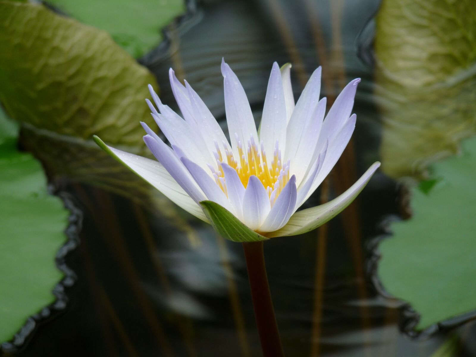 Panasonic Lumix DMC-FZ28 sample photo. Water lily, blossom, bloom photography