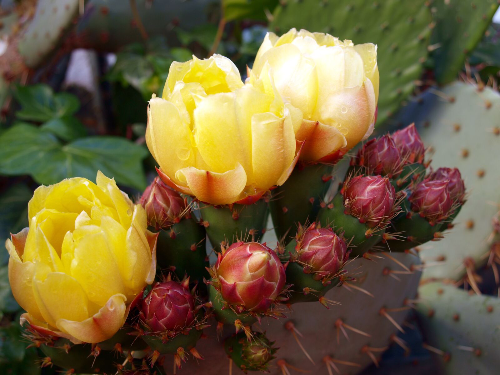 Olympus E-420 (EVOLT E-420) sample photo. Cactus, cactus flower, flowering photography