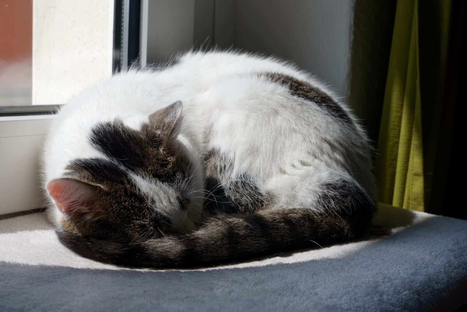Sony Alpha DSLR-A700 sample photo. Cat, kitten, fluffy photography