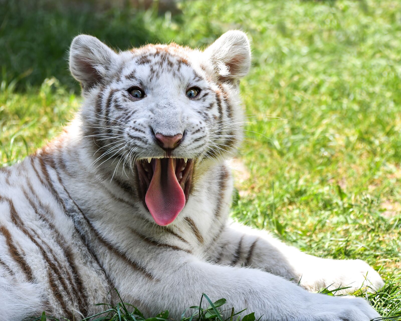 Nikon D500 sample photo. Tiger, white tiger, cub photography