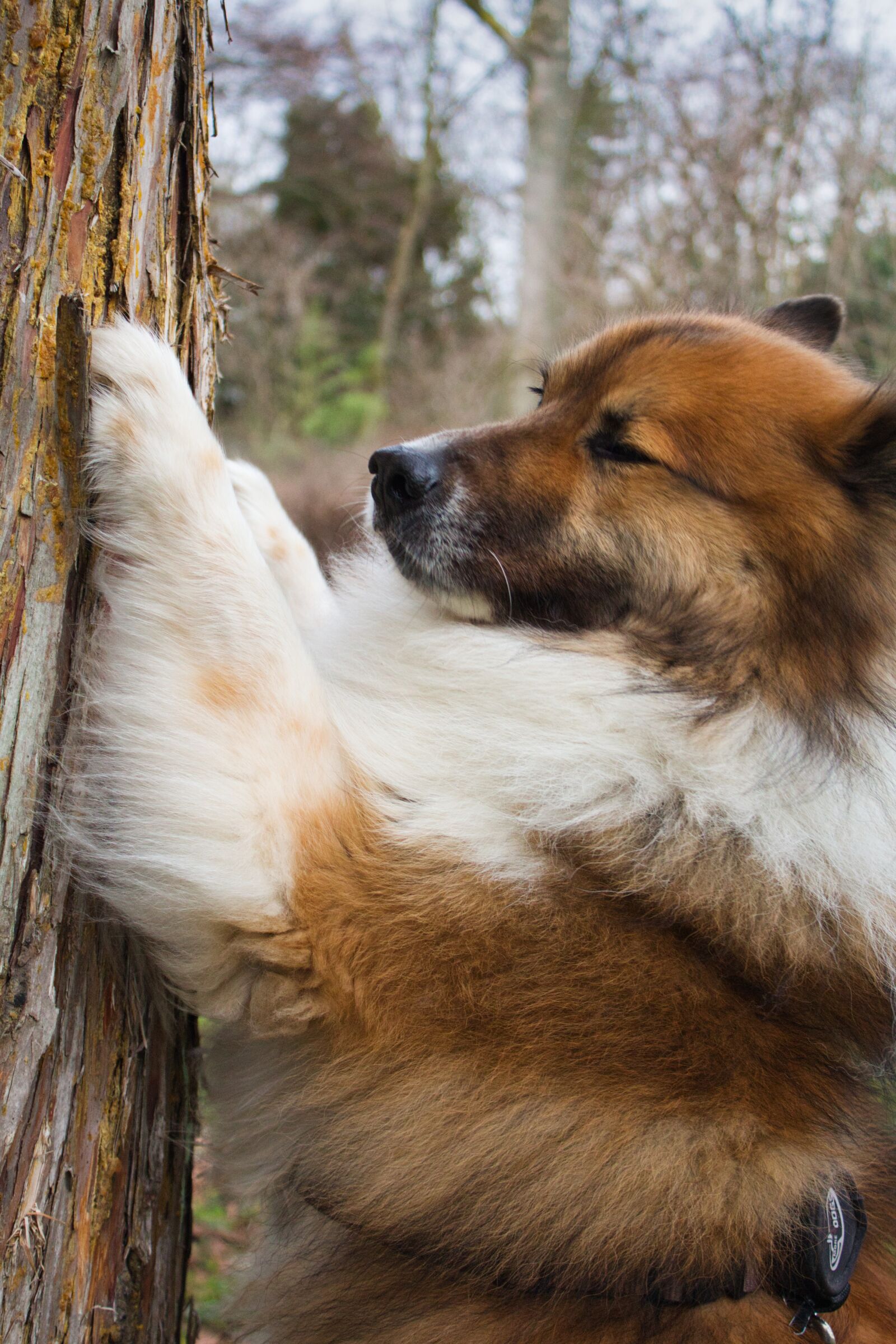 Canon EOS 700D (EOS Rebel T5i / EOS Kiss X7i) + Canon EF-S 18-55mm F3.5-5.6 III sample photo. Dog, pet, woods photography