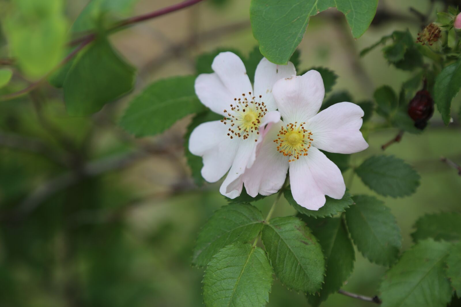 Canon EF 24-105mm F4L IS USM sample photo. Rosehip, flower, nature photography