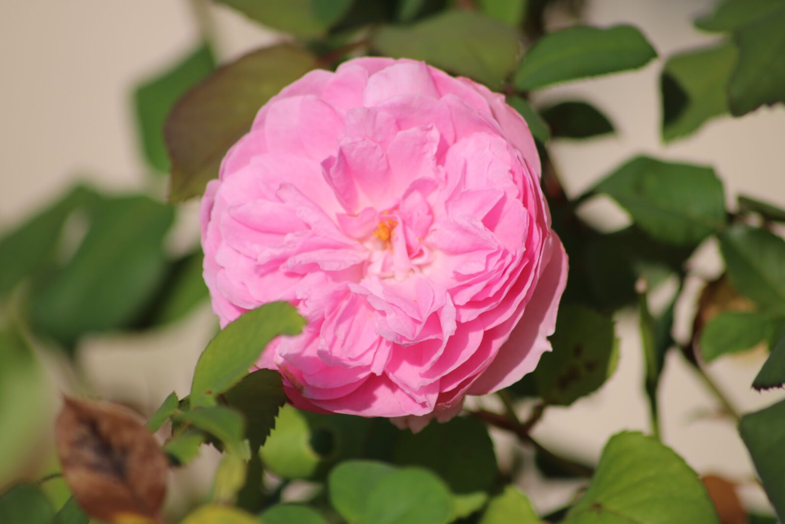 Canon EOS 750D (EOS Rebel T6i / EOS Kiss X8i) sample photo. Rose, pink rose, pink photography