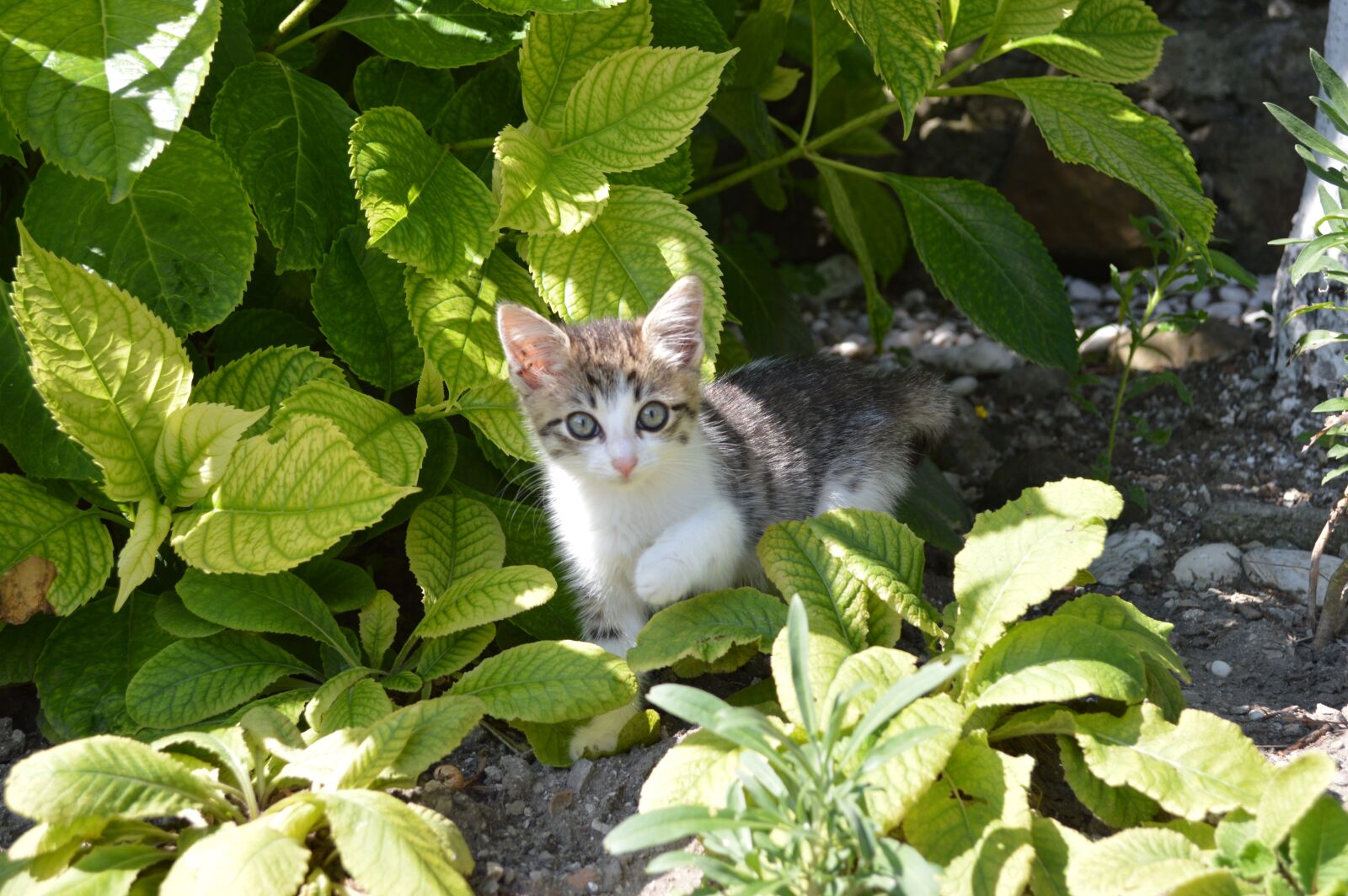 Nikon D3200 sample photo. Cat, kitten, pet photography