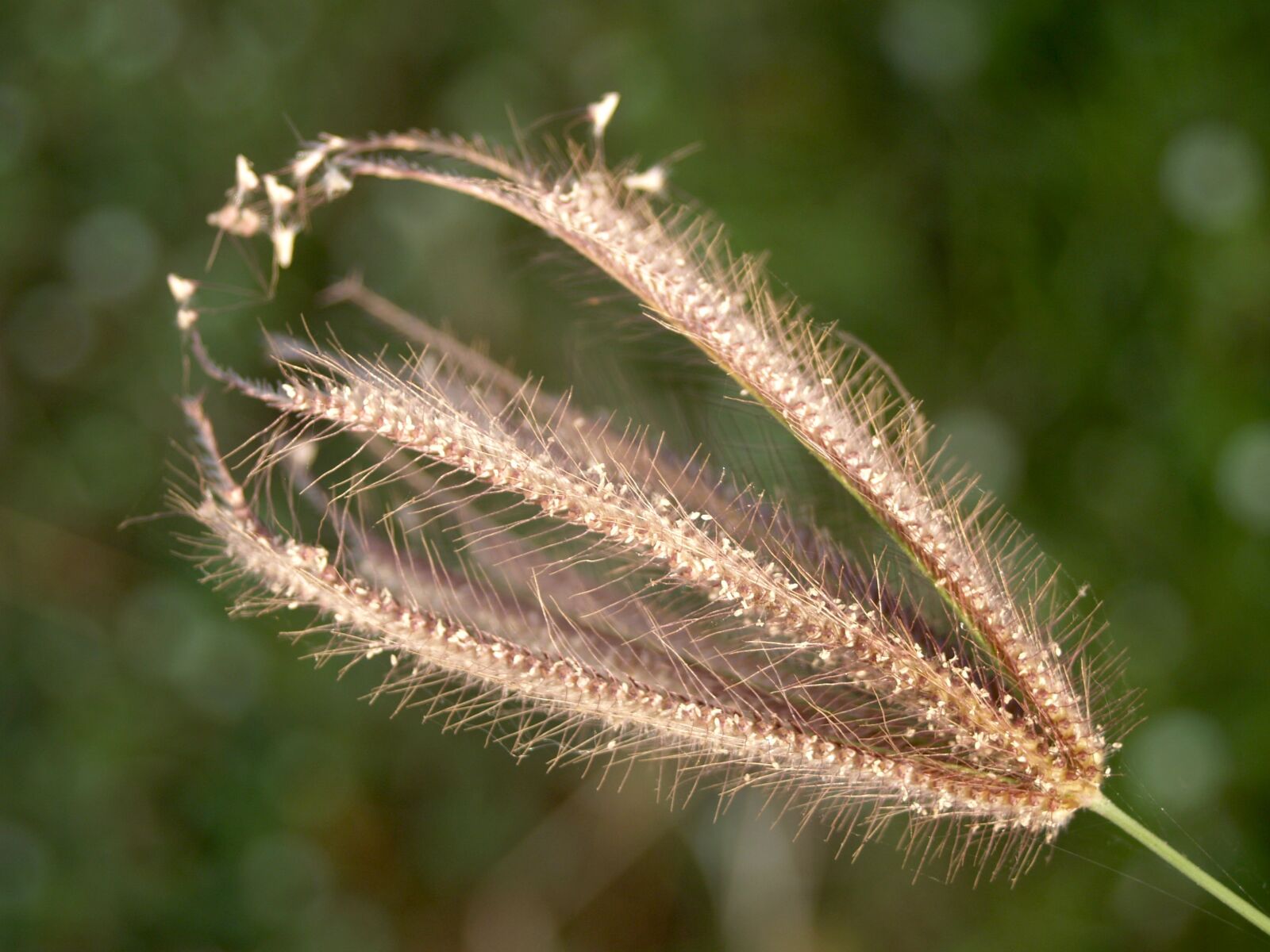 Olympus E-300 (EVOLT E-300) sample photo. Flower, pressed, wild photography