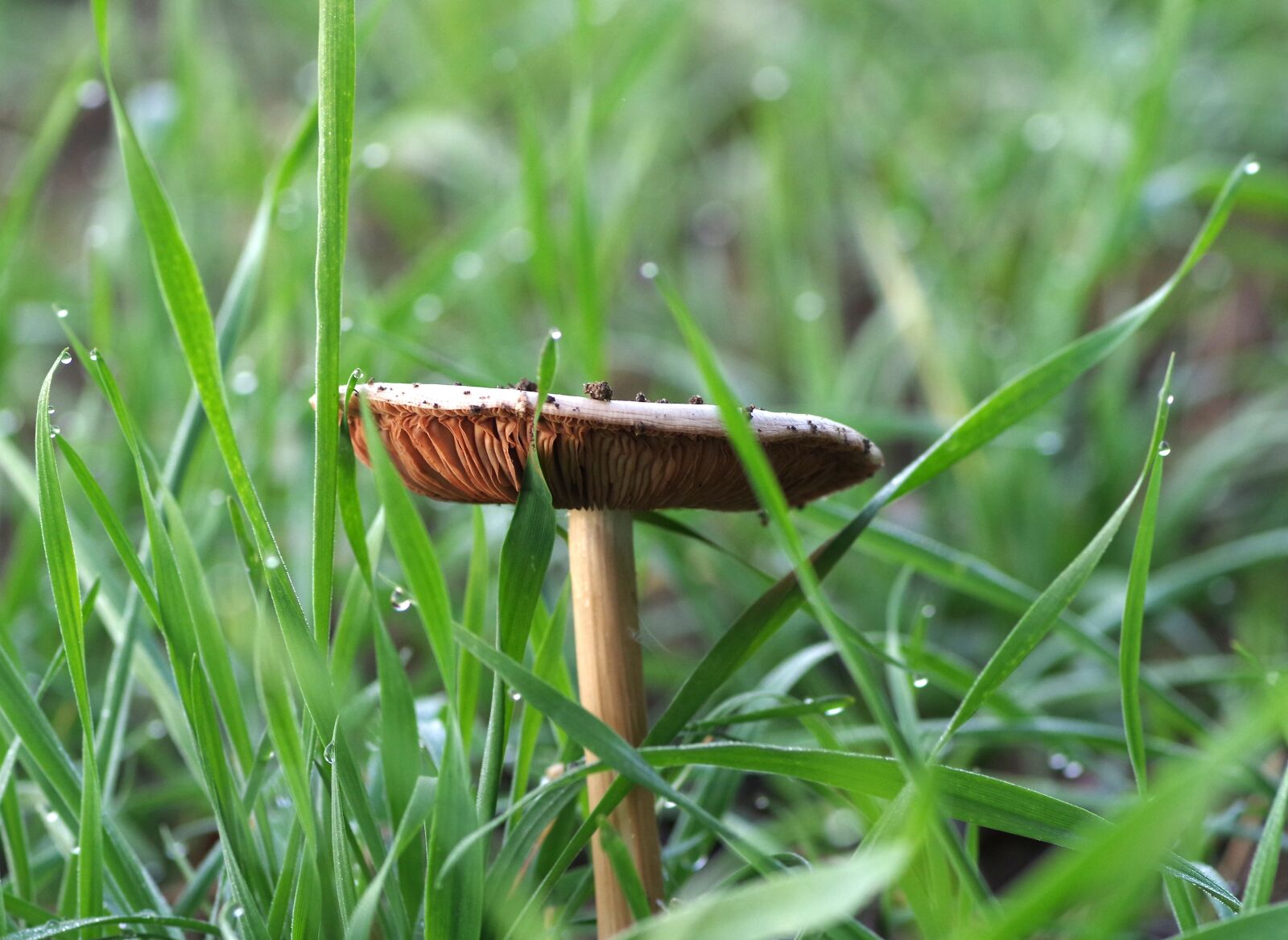 Pentax K-S2 sample photo. Mushroom, grasshopper, plaques photography