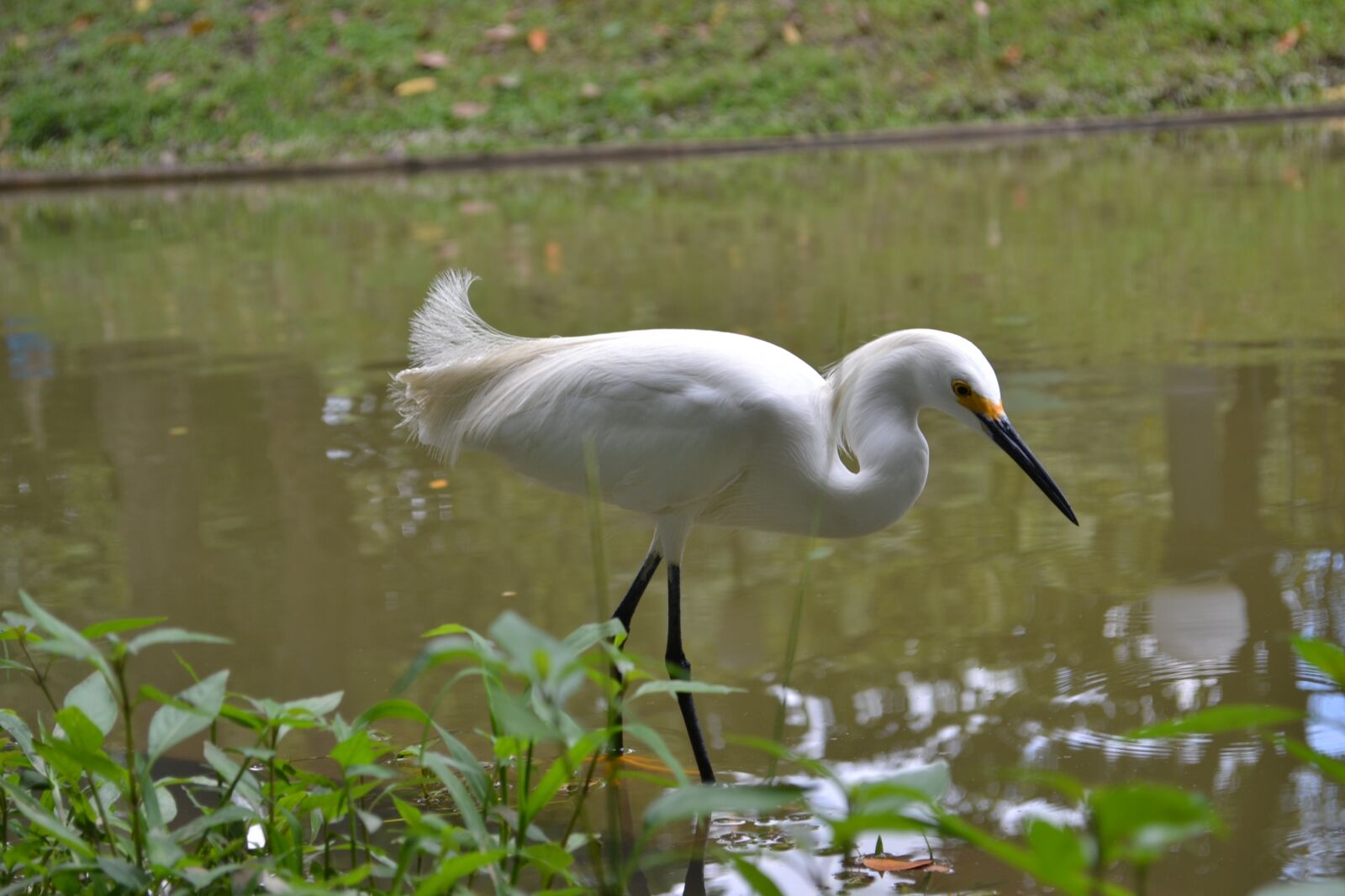Nikon D3100 sample photo. Bird, nature, water photography