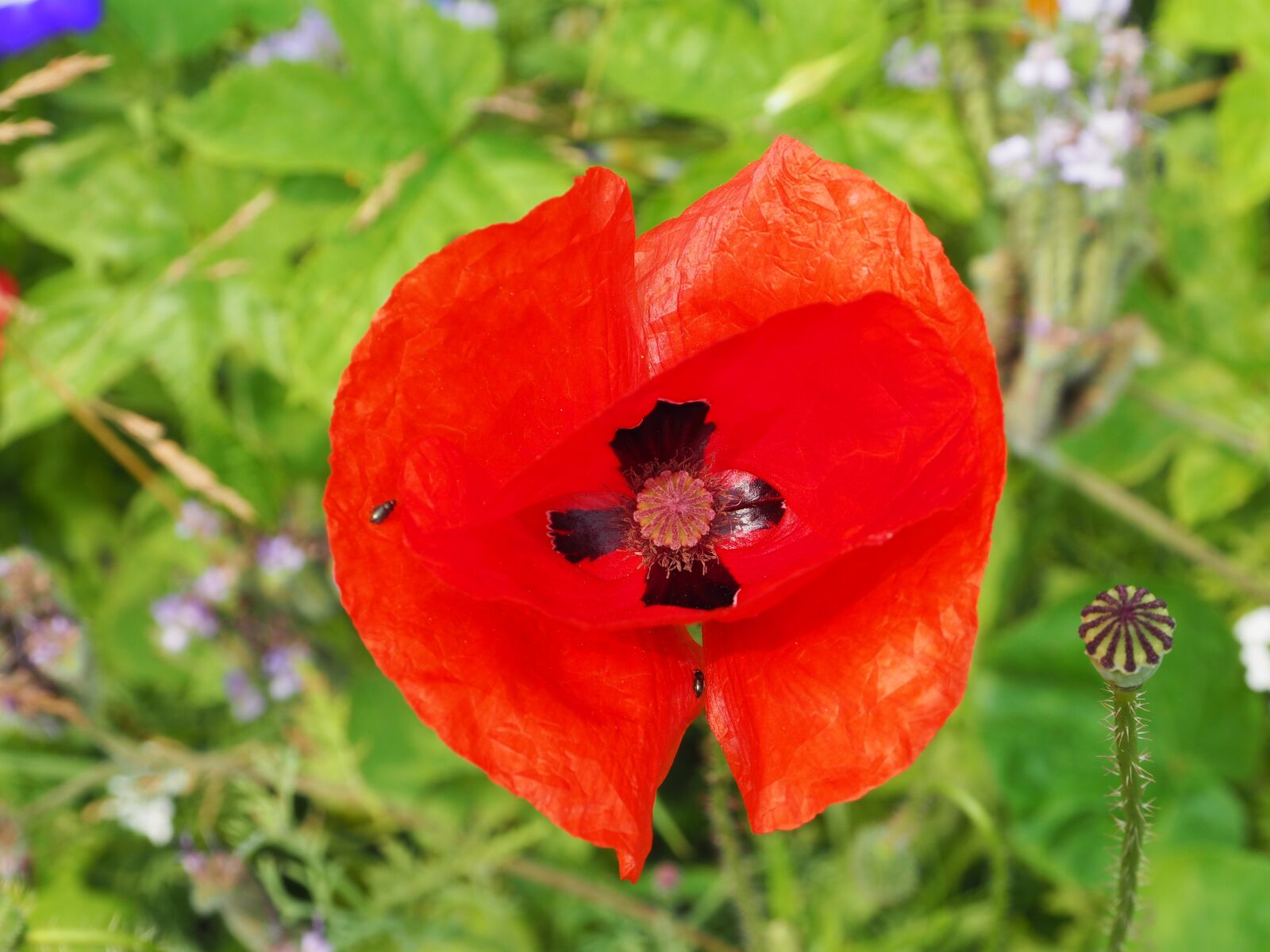 Olympus OM-D E-M10 + OLYMPUS M.12-50mm F3.5-6.3 sample photo. Poppy, close up, red photography