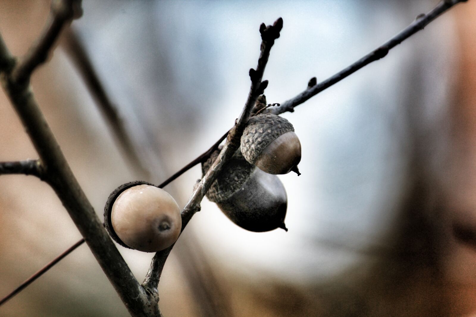 Canon EOS 1200D (EOS Rebel T5 / EOS Kiss X70 / EOS Hi) sample photo. Acorns, tree, bush photography