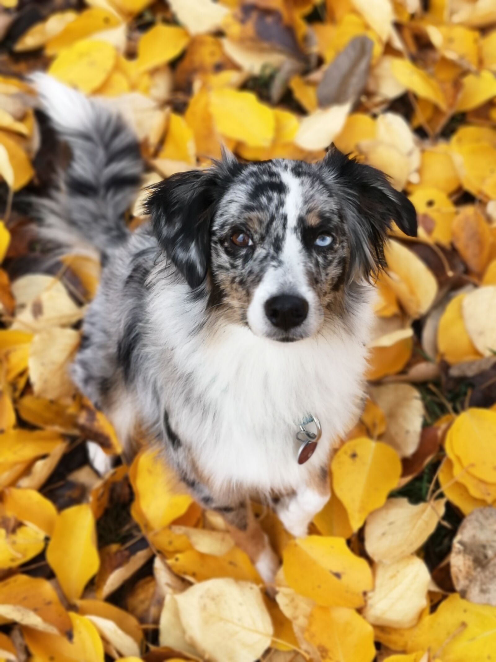 HUAWEI P20 sample photo. Dog, autumn, colorful photography