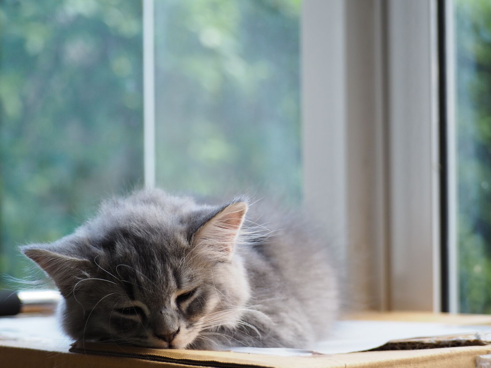 Olympus OM-D E-M10 sample photo. Cat, asleep, sleep photography