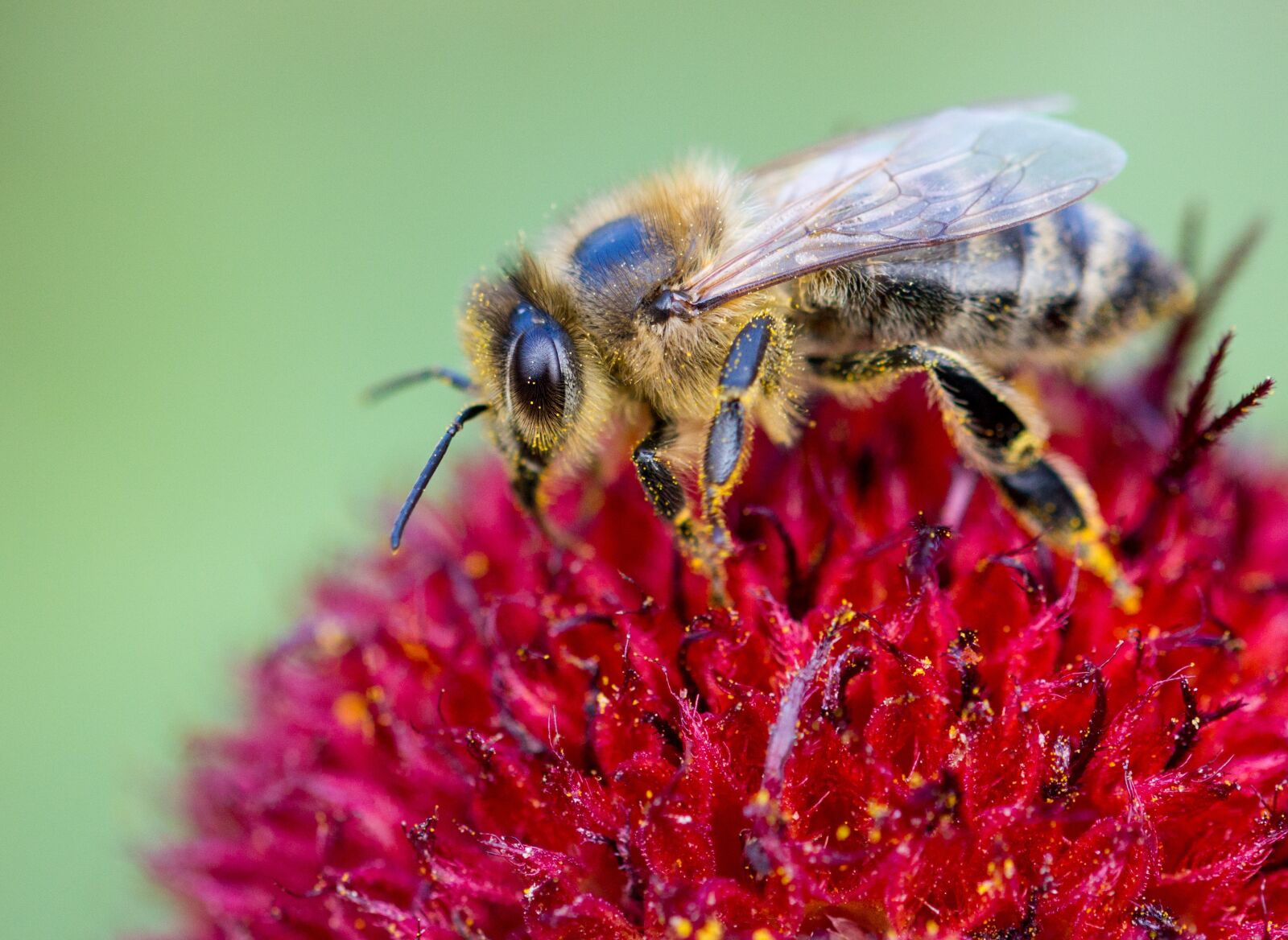 Canon EOS 550D (EOS Rebel T2i / EOS Kiss X4) sample photo. Bee, insect, nature photography