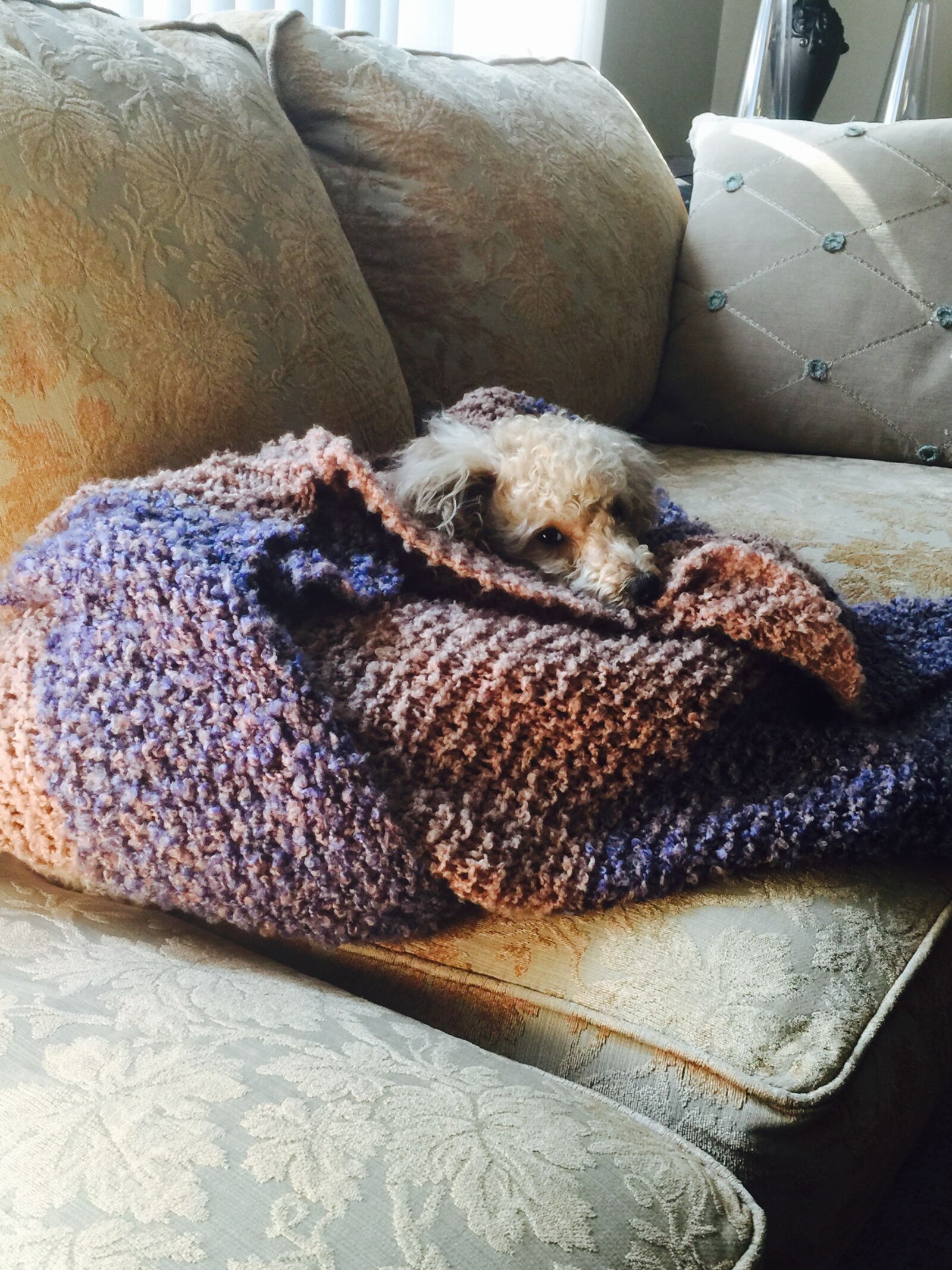 iPhone 6 Plus back camera 4.15mm f/2.2 sample photo. Adorable, cute, dogs, handmade photography