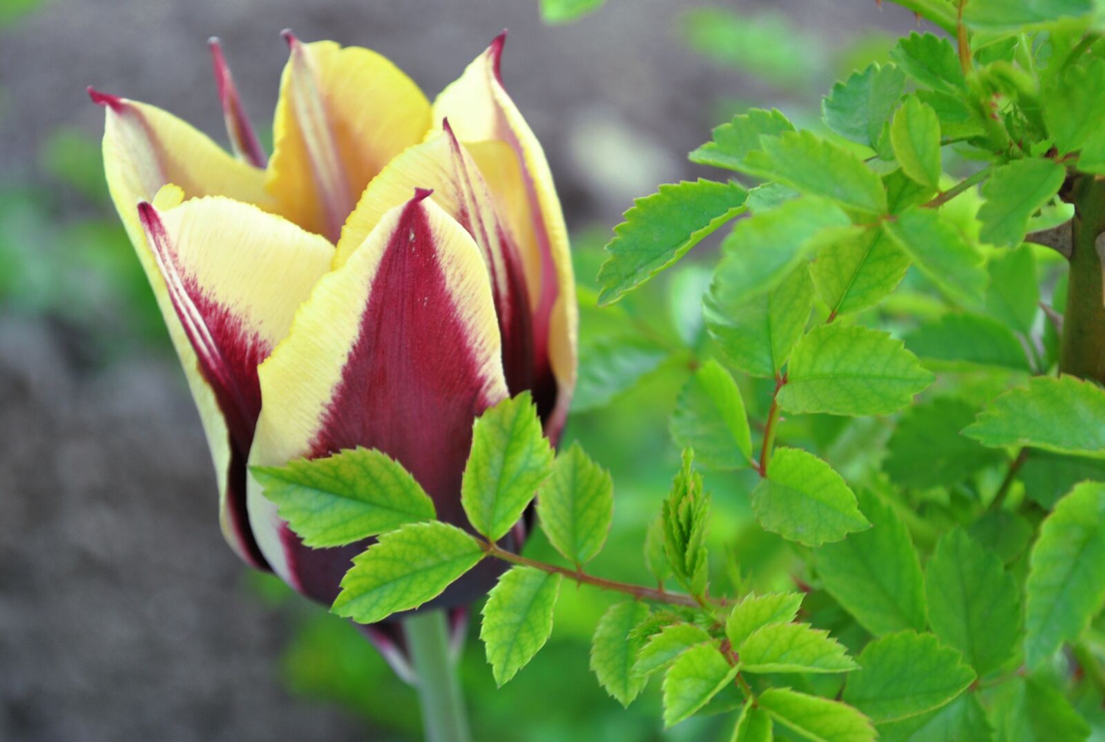 Nikon D3000 sample photo. Tulip, flowers, spring flowers photography