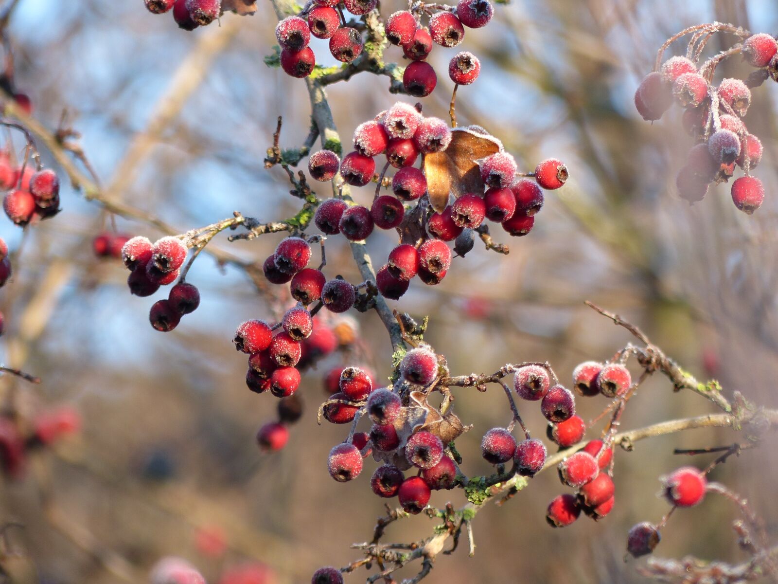 Panasonic Lumix DMC-FZ200 sample photo. Hawthorn, frost, nature photography