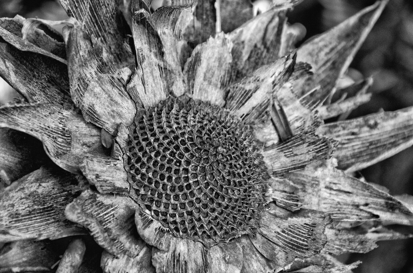 Nikon D7000 sample photo. Black and white, protea photography