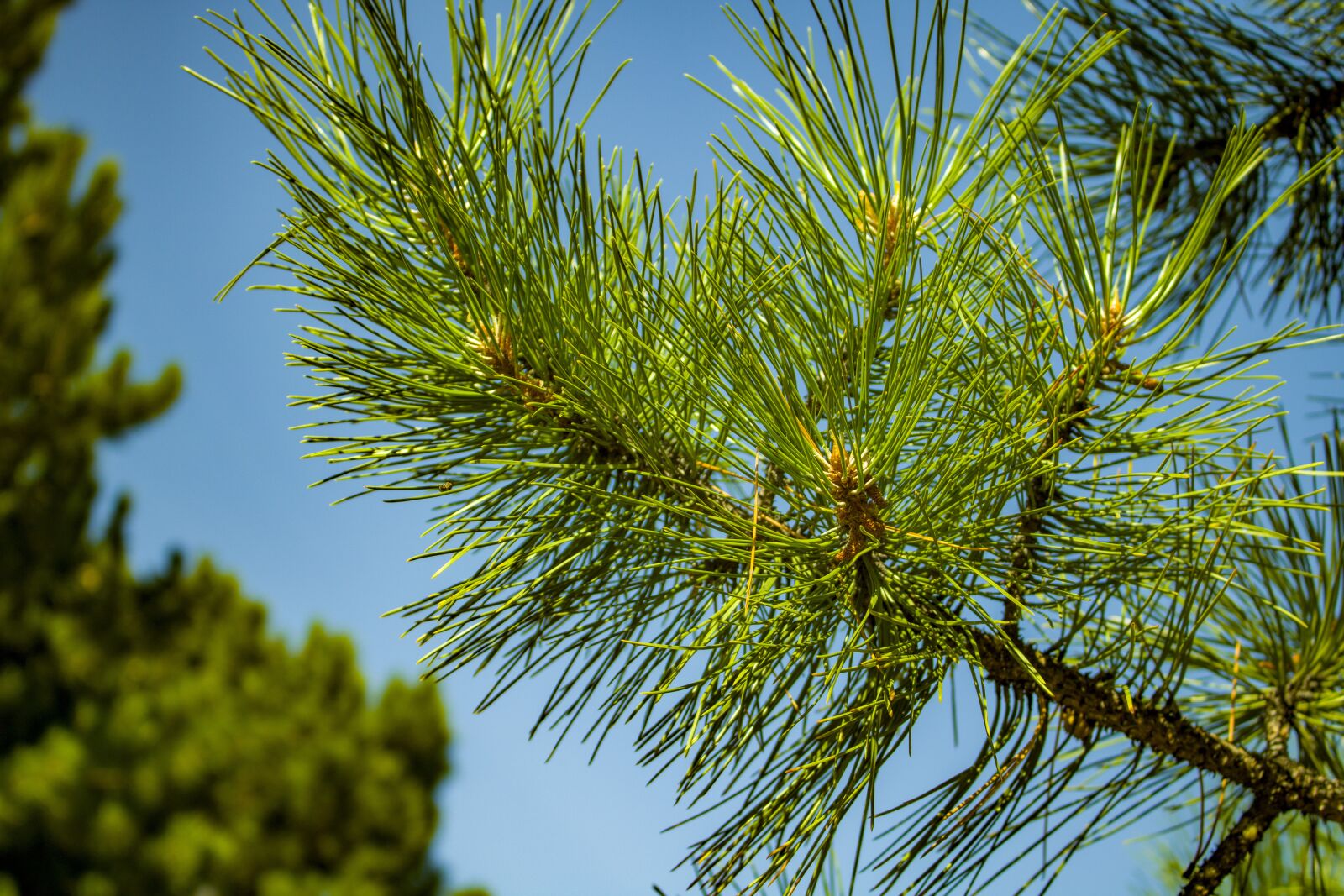 Canon EOS 750D (EOS Rebel T6i / EOS Kiss X8i) + Canon EF-S 18-55mm F3.5-5.6 IS STM sample photo. Pine, branch, tree photography