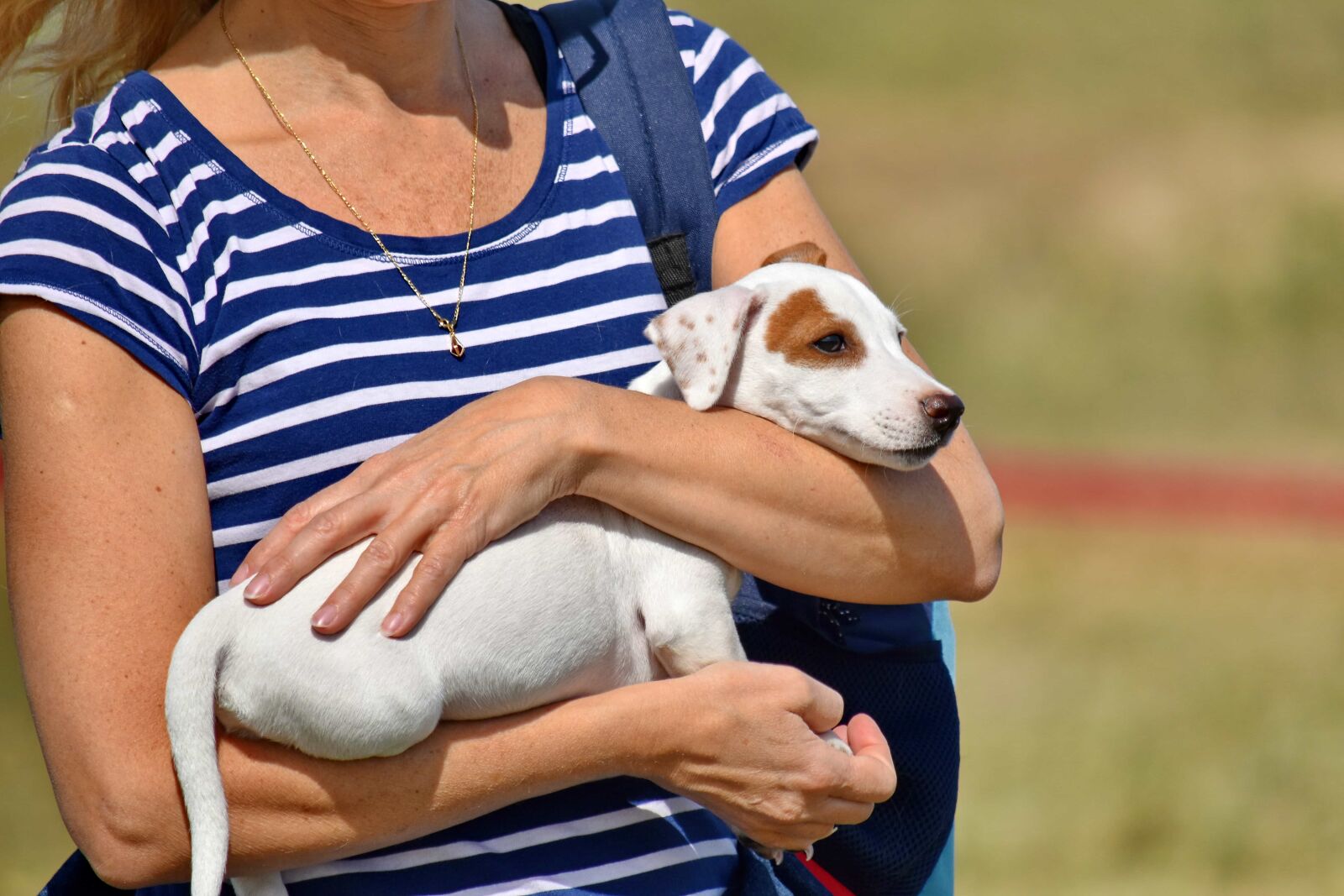 Nikon D5500 sample photo. Adorable, hound, hunting dog photography