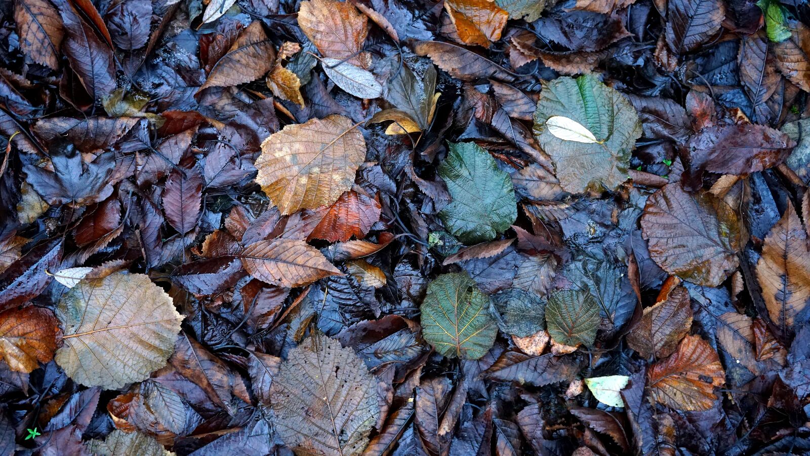 Sony a7 + Sony FE 28-70mm F3.5-5.6 OSS sample photo. Leaves, wet, foliage photography