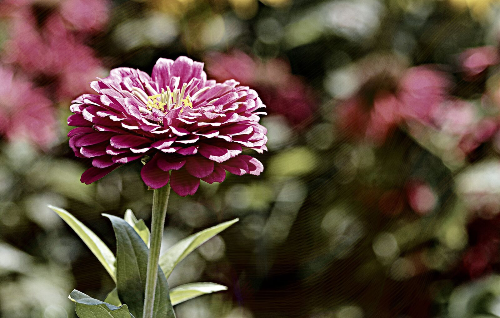 Canon EOS 750D (EOS Rebel T6i / EOS Kiss X8i) sample photo. Zinnia, garden, color photography