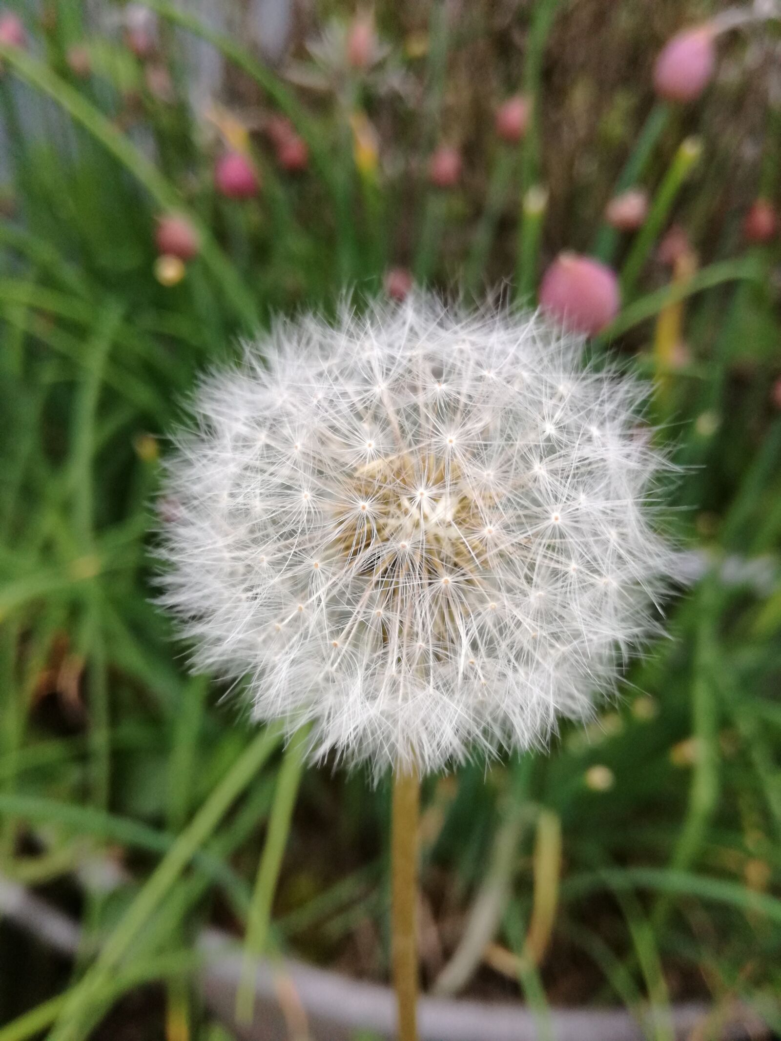HUAWEI P9 LITE sample photo. Dandelion, garden photography