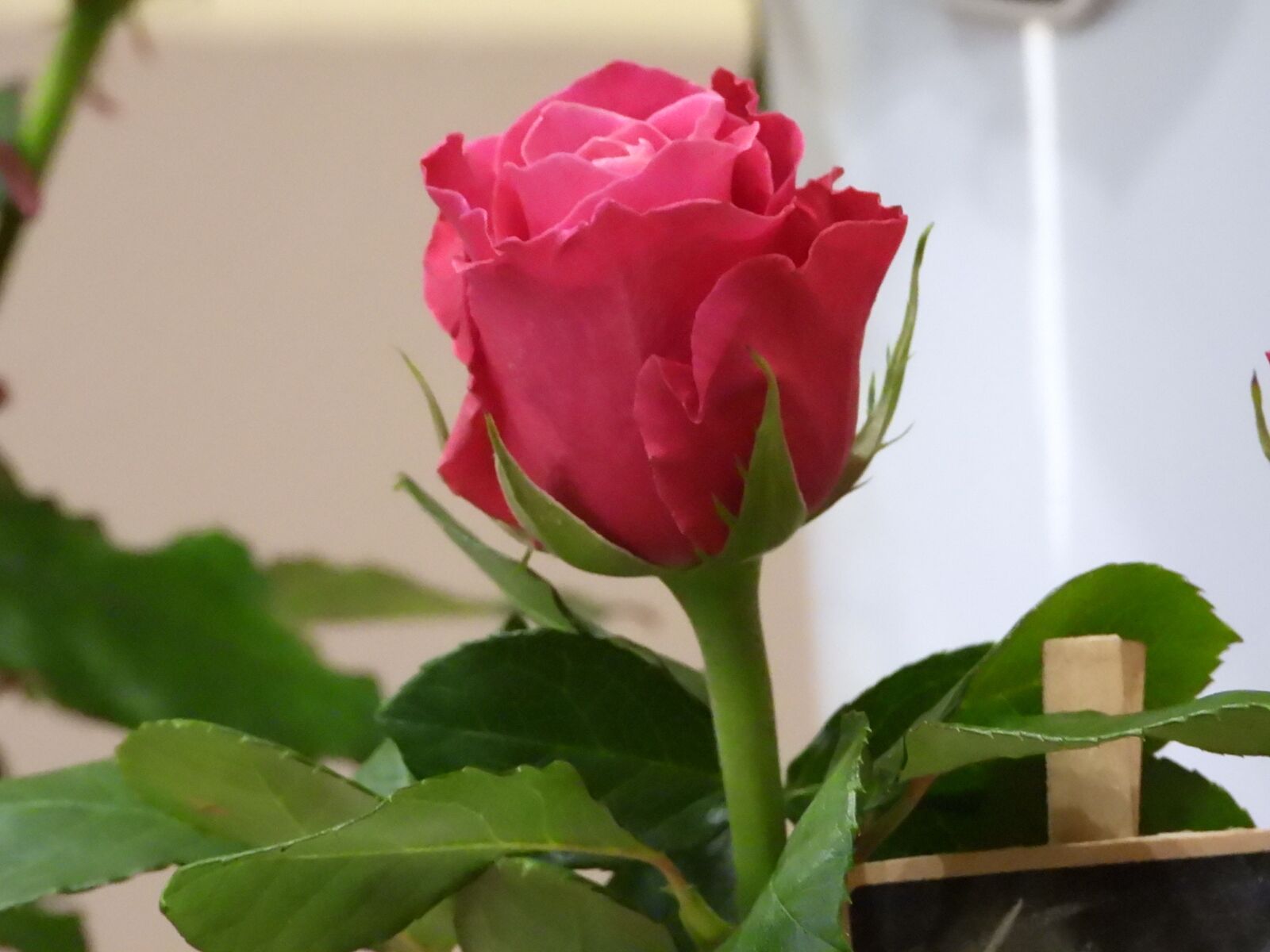 Nikon Coolpix P1000 sample photo. Rose, pink, flower photography