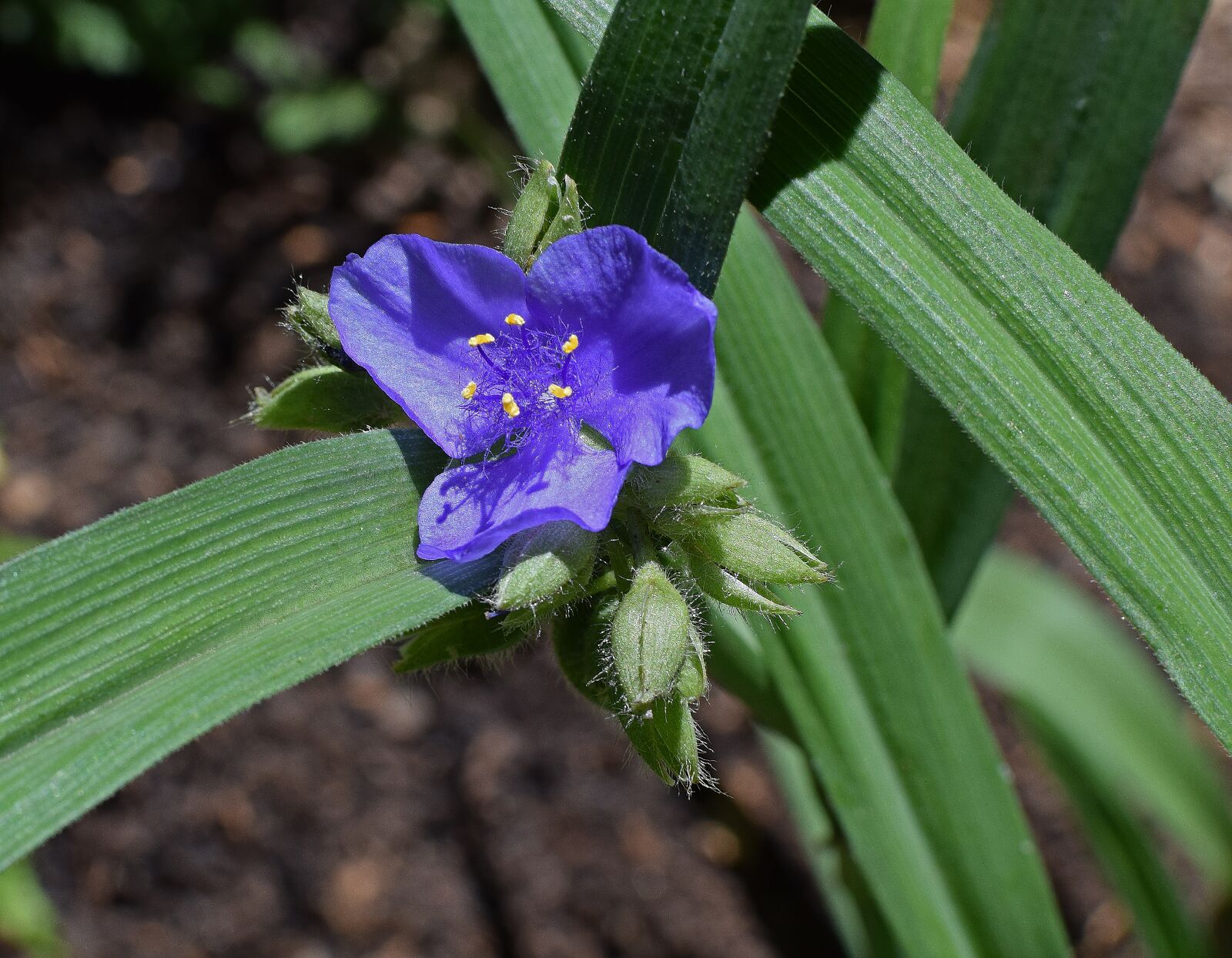 Nikon D3300 sample photo. Spiderwort with buds, tradescantia photography