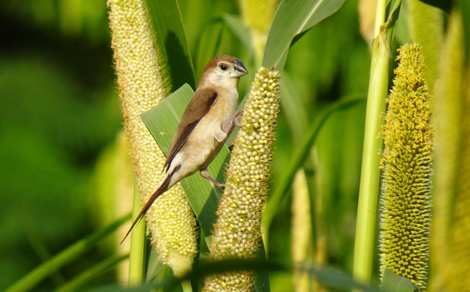 Sony DSC-WX800 sample photo. Bird, indian silverbill, white-throated photography