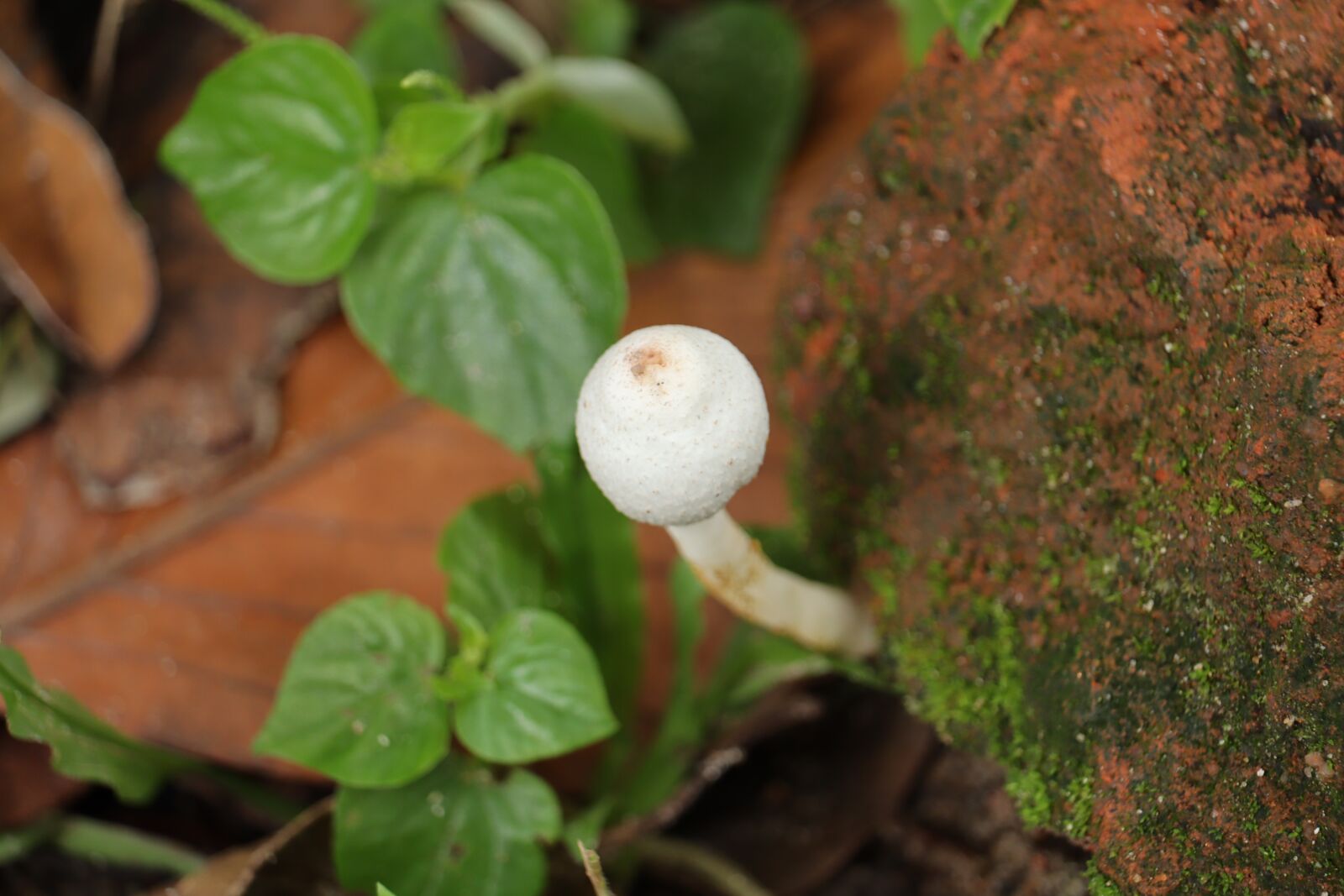 Canon EOS 250D (EOS Rebel SL3 / EOS Kiss X10 / EOS 200D II) sample photo. Mushroom, kerala, leaf photography